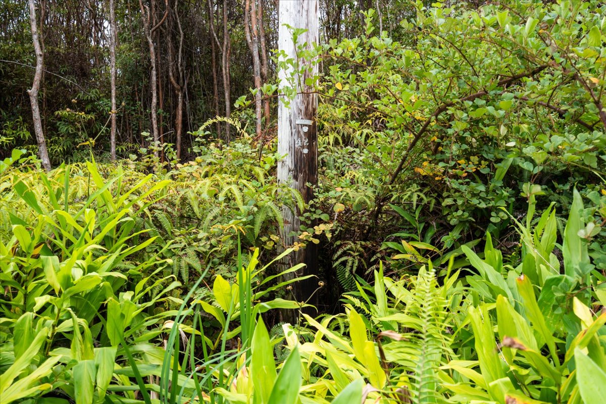 Jungle King Ave Property Photo 9