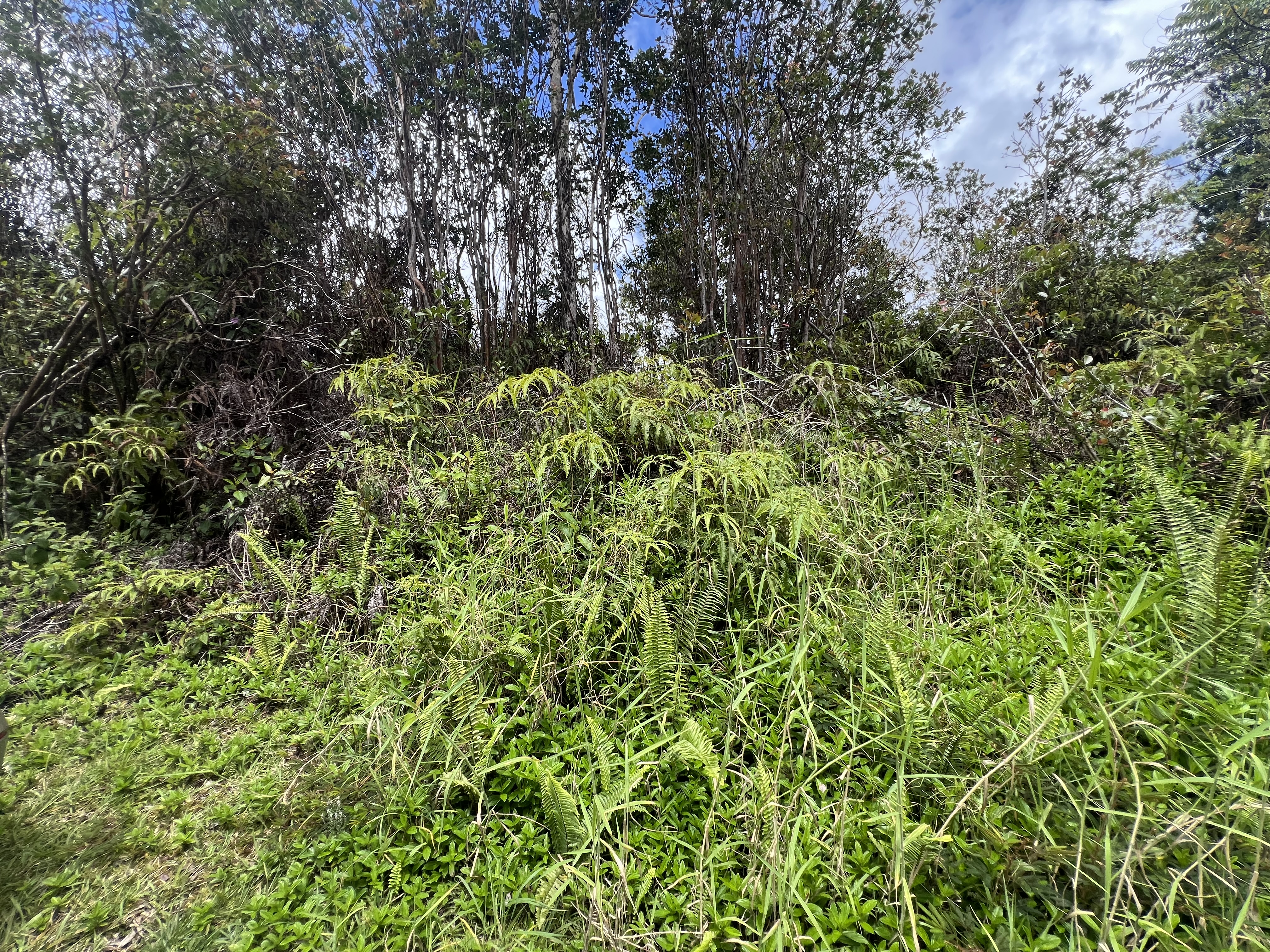 Plumeria St Property Photo 4
