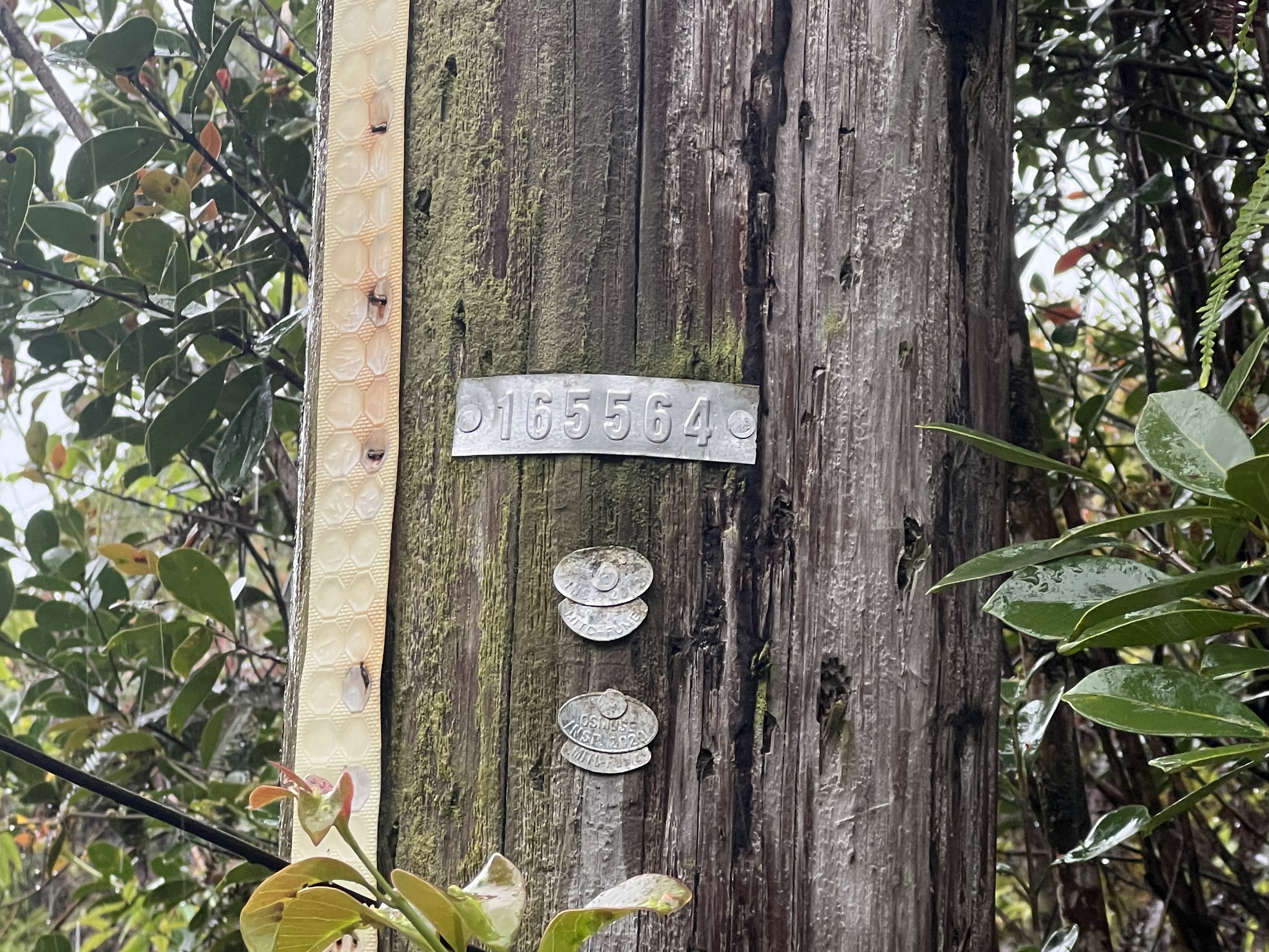 Plumeria St Property Photo 6