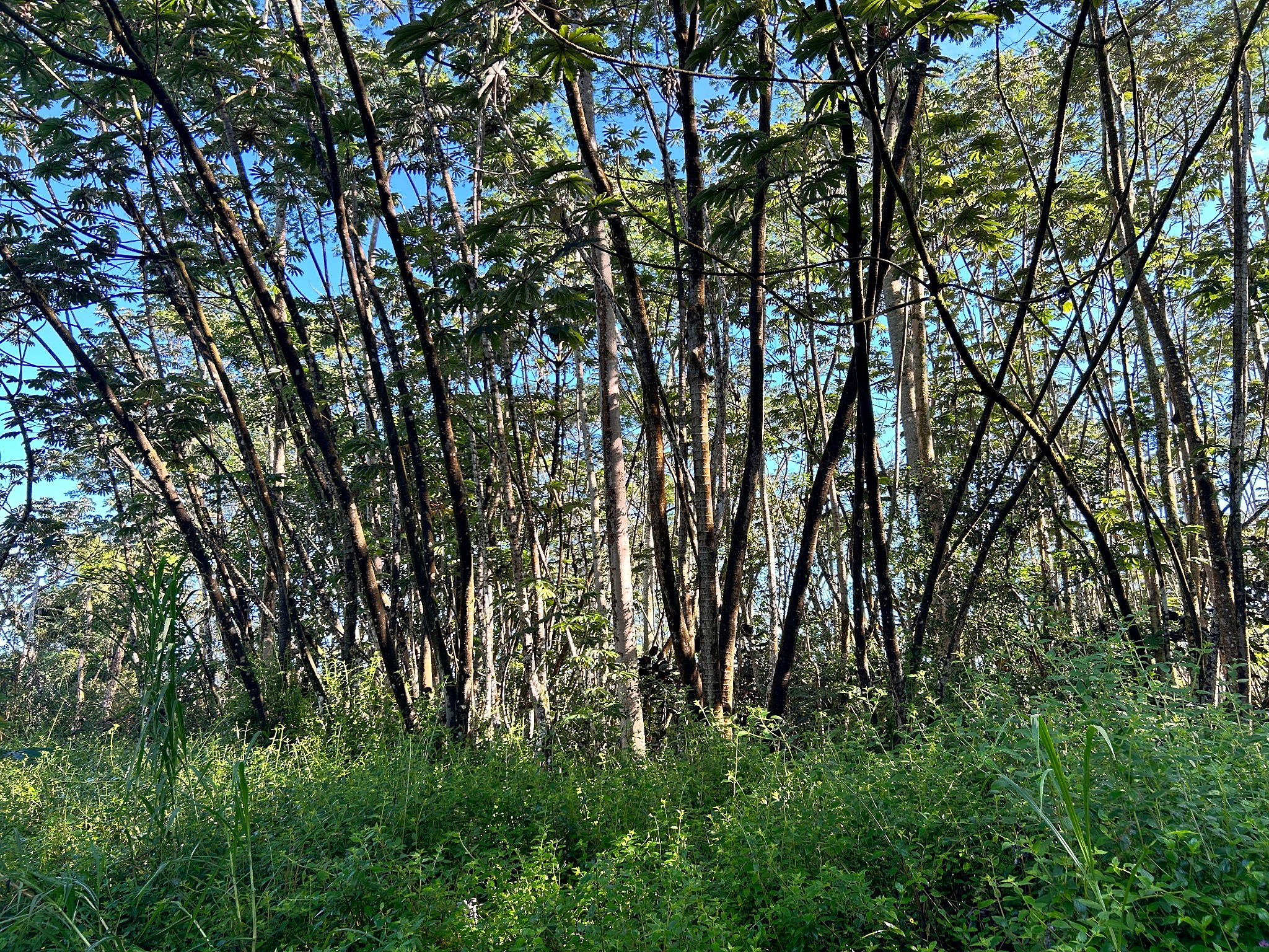Lehua Rd Property Photo 2