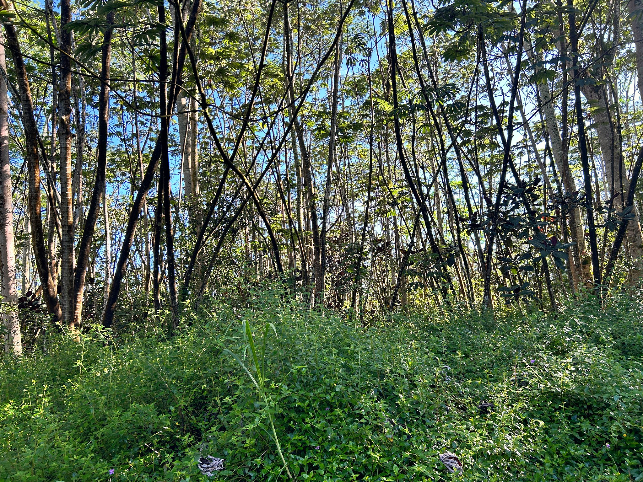 Lehua Rd Property Photo 3