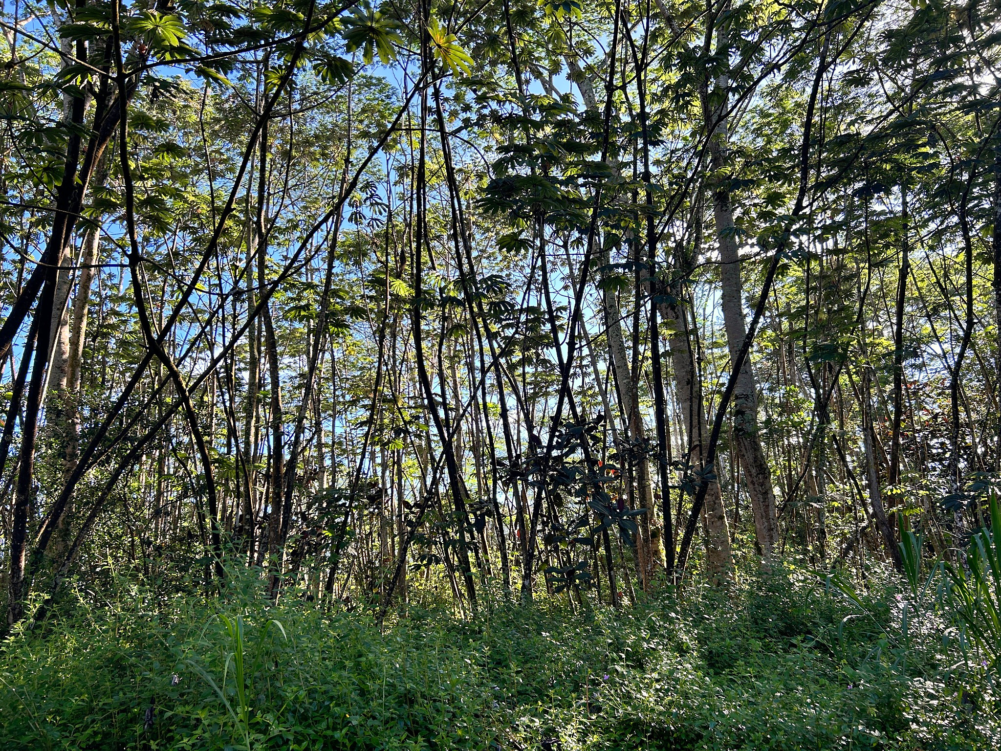 Lehua Rd Property Photo 4
