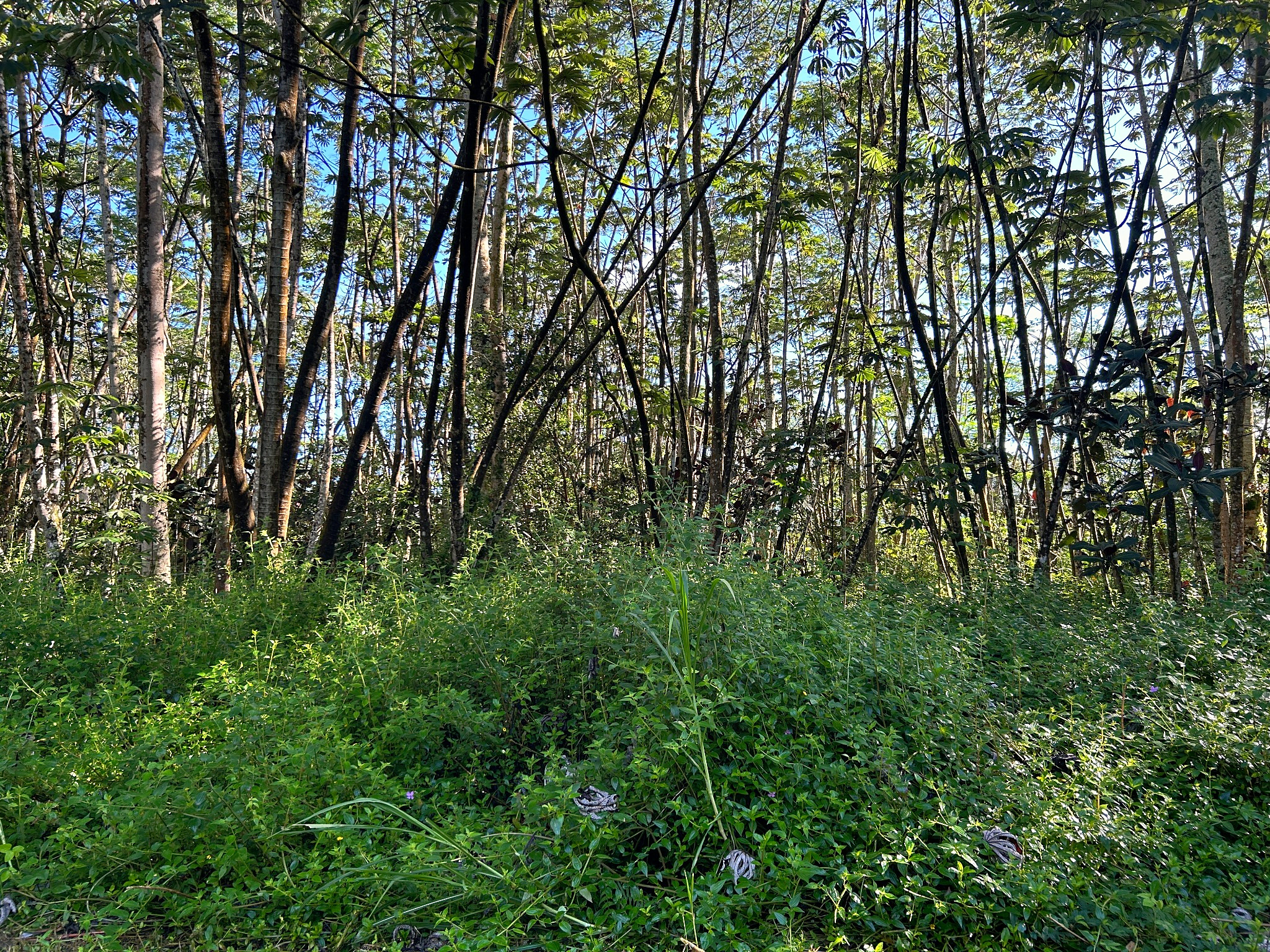 Lehua Rd Property Photo 5