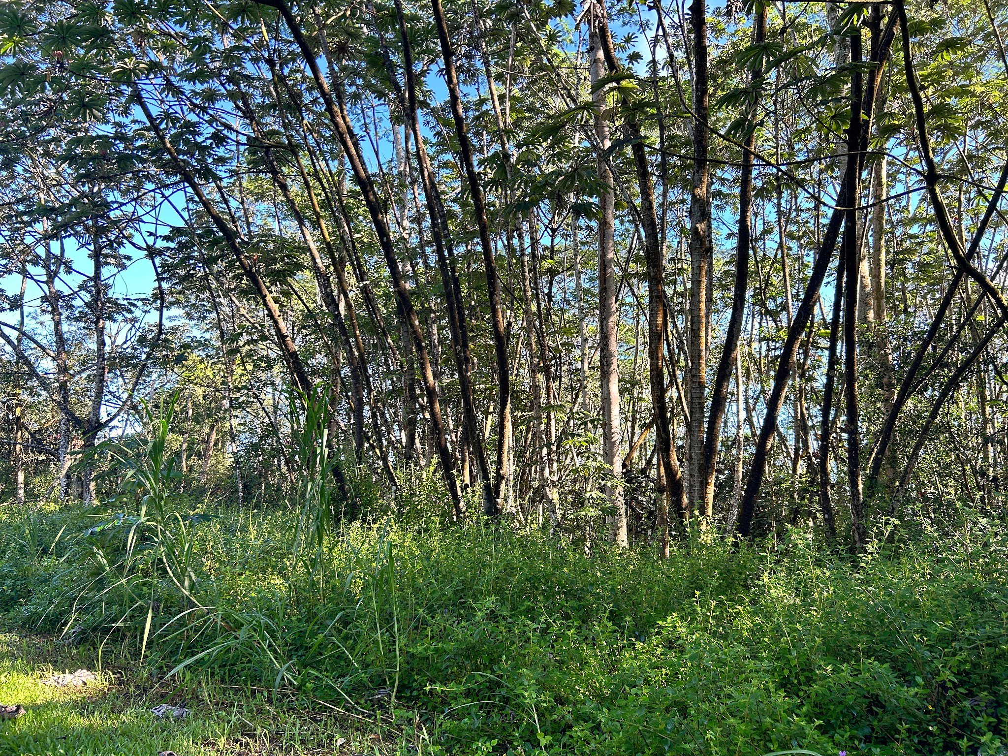 Lehua Rd Property Photo 6