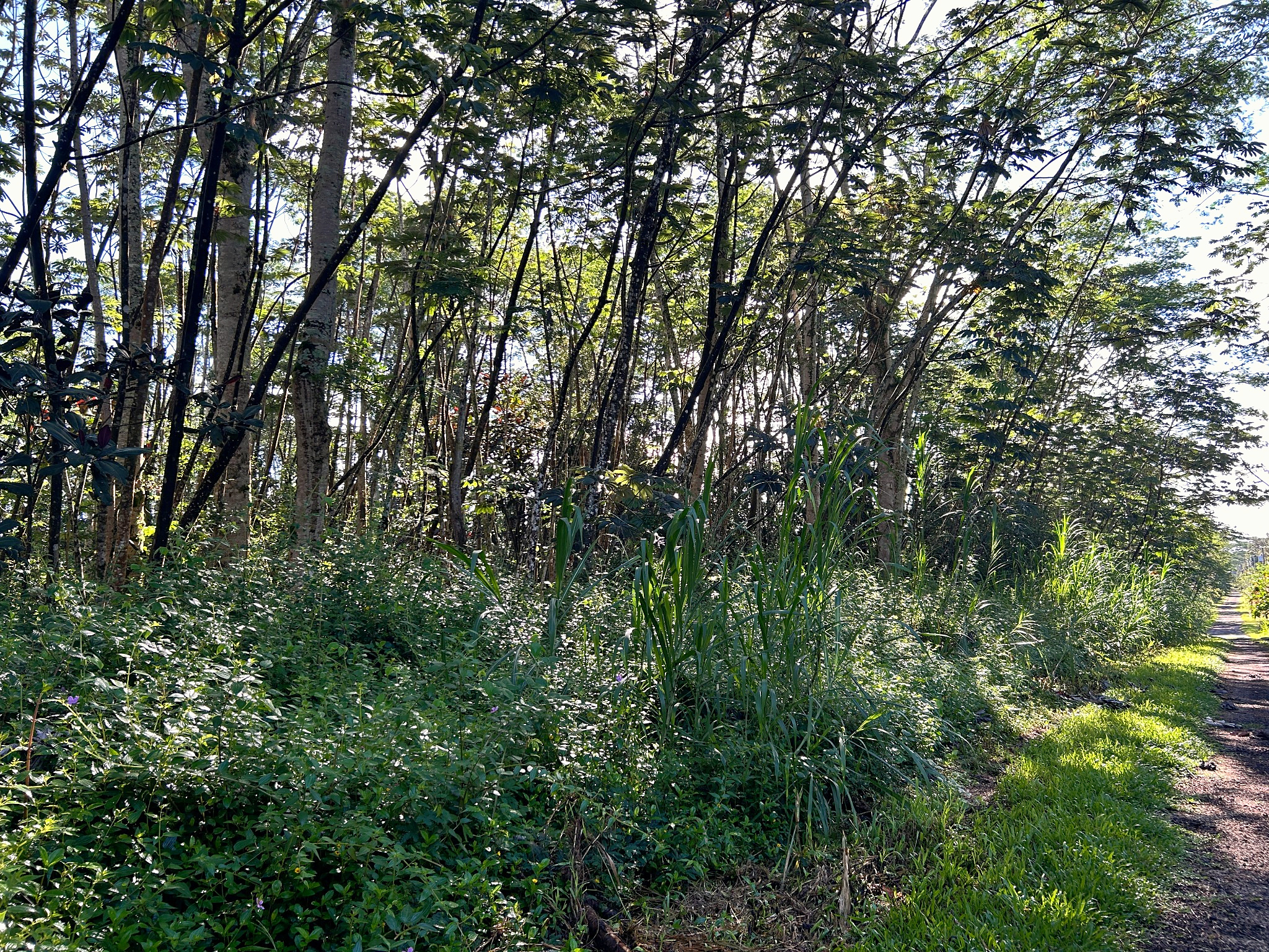 Lehua Rd Property Photo 7