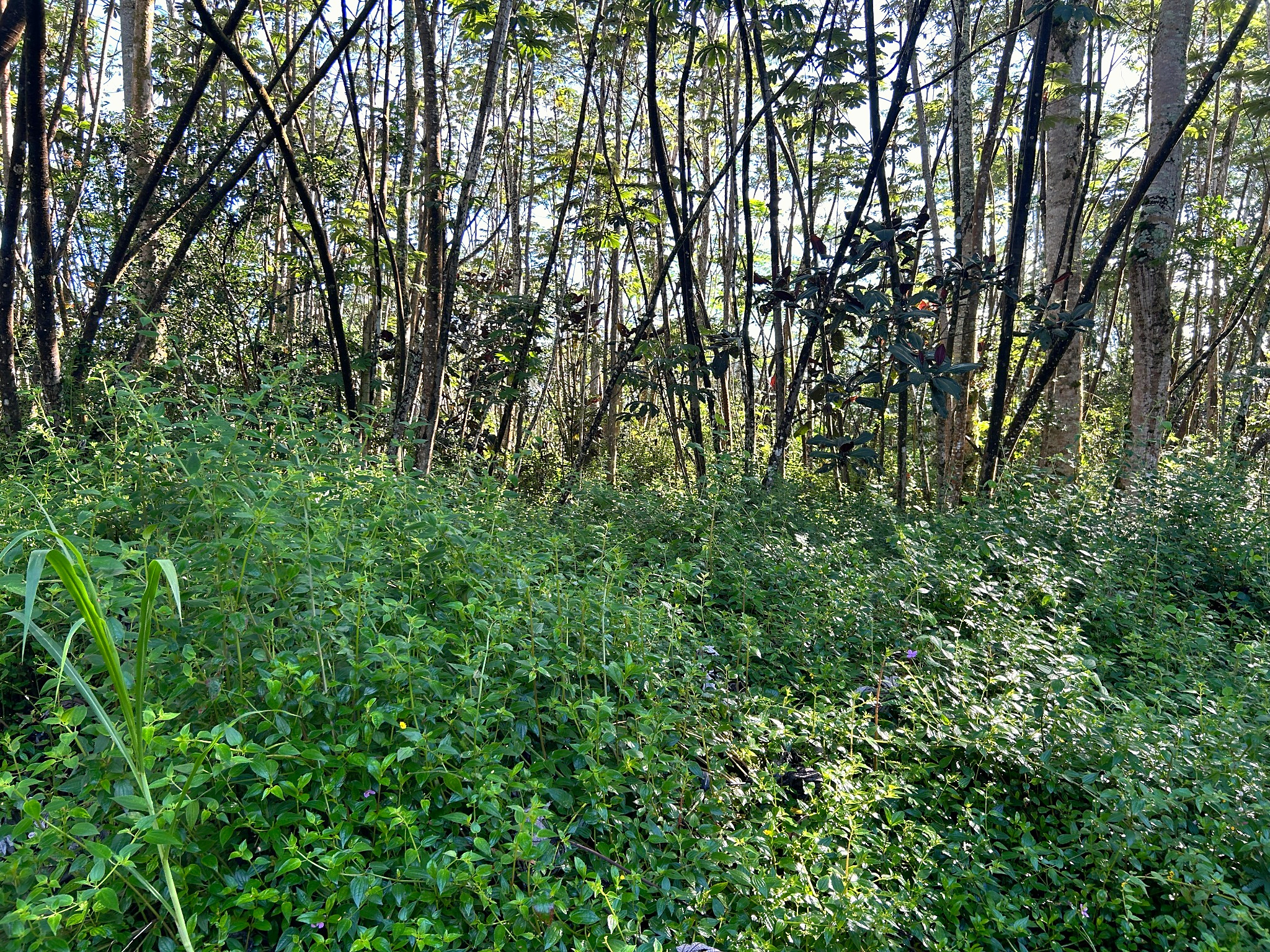 Lehua Rd Property Photo 8