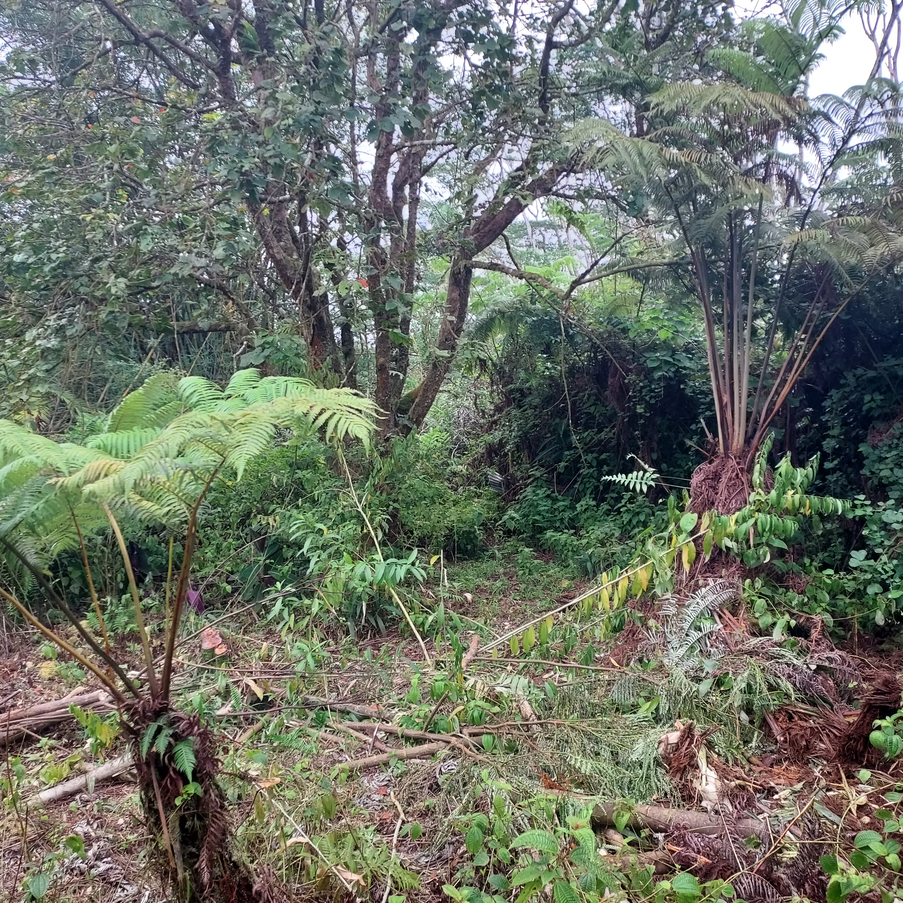 17-4136 Kukui Camp Rd Property Photo 17