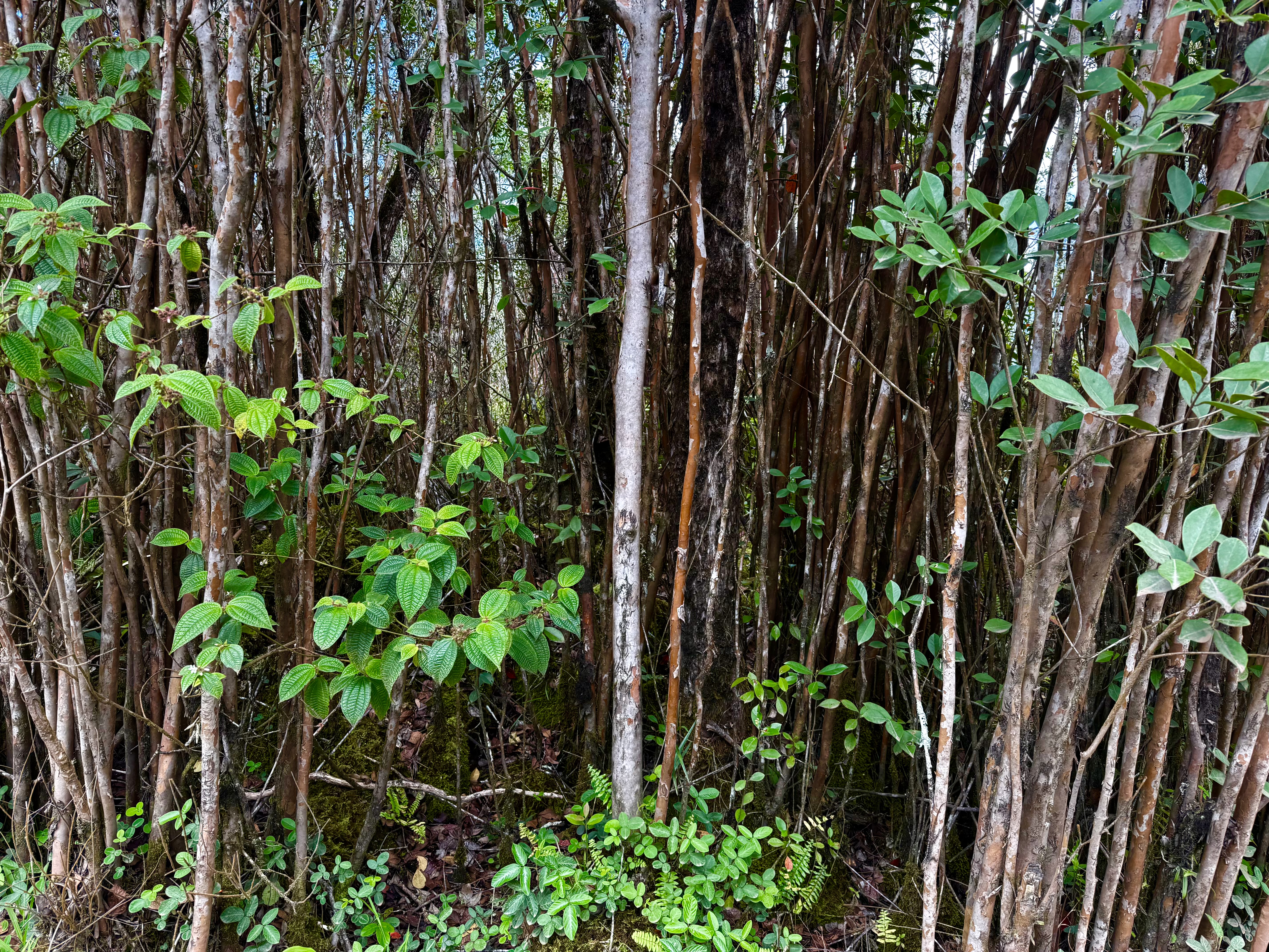 Road 1 (uhini Ana) Property Photo 3