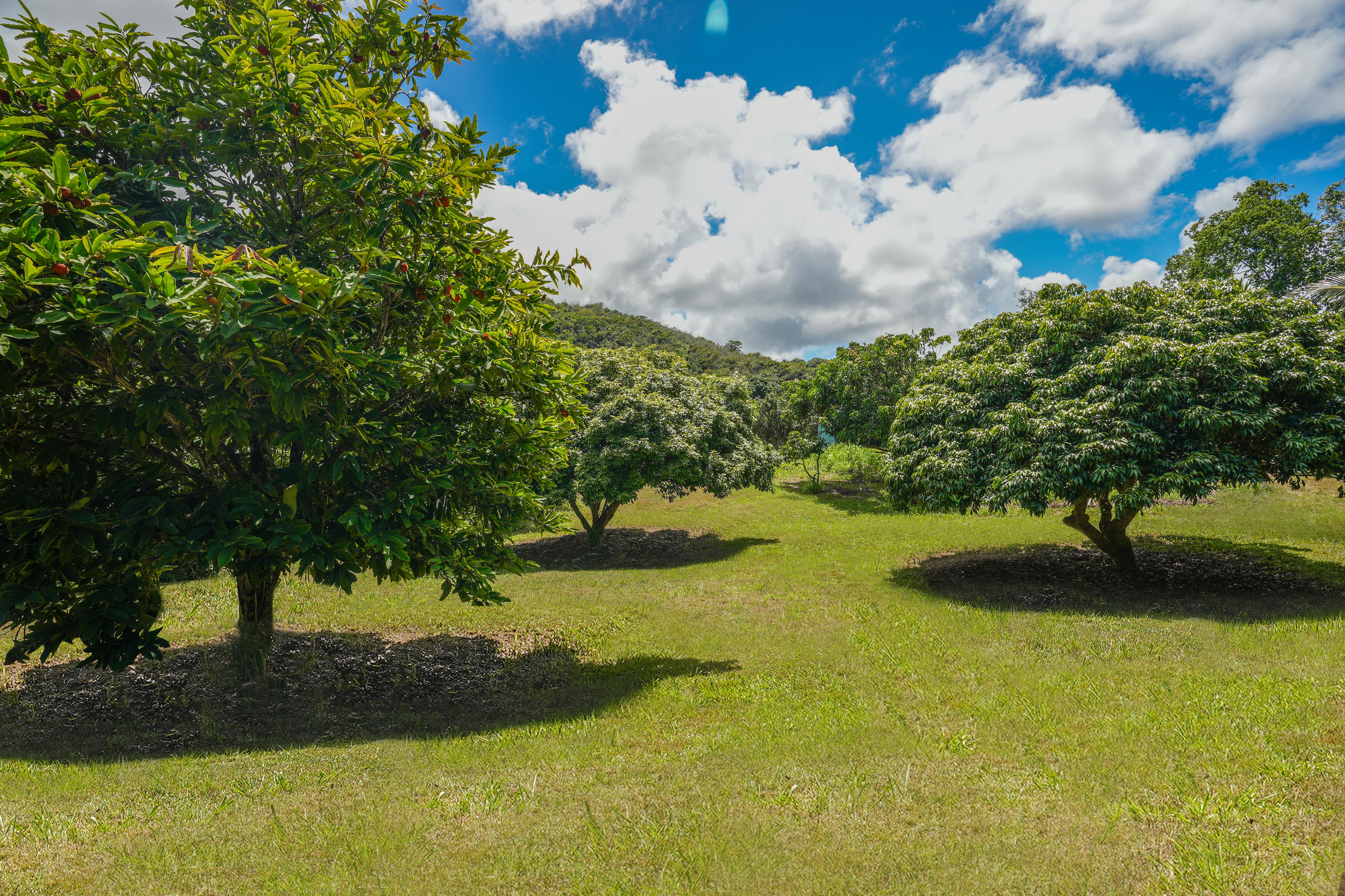 6565-c Koolau Rd Property Photo 28