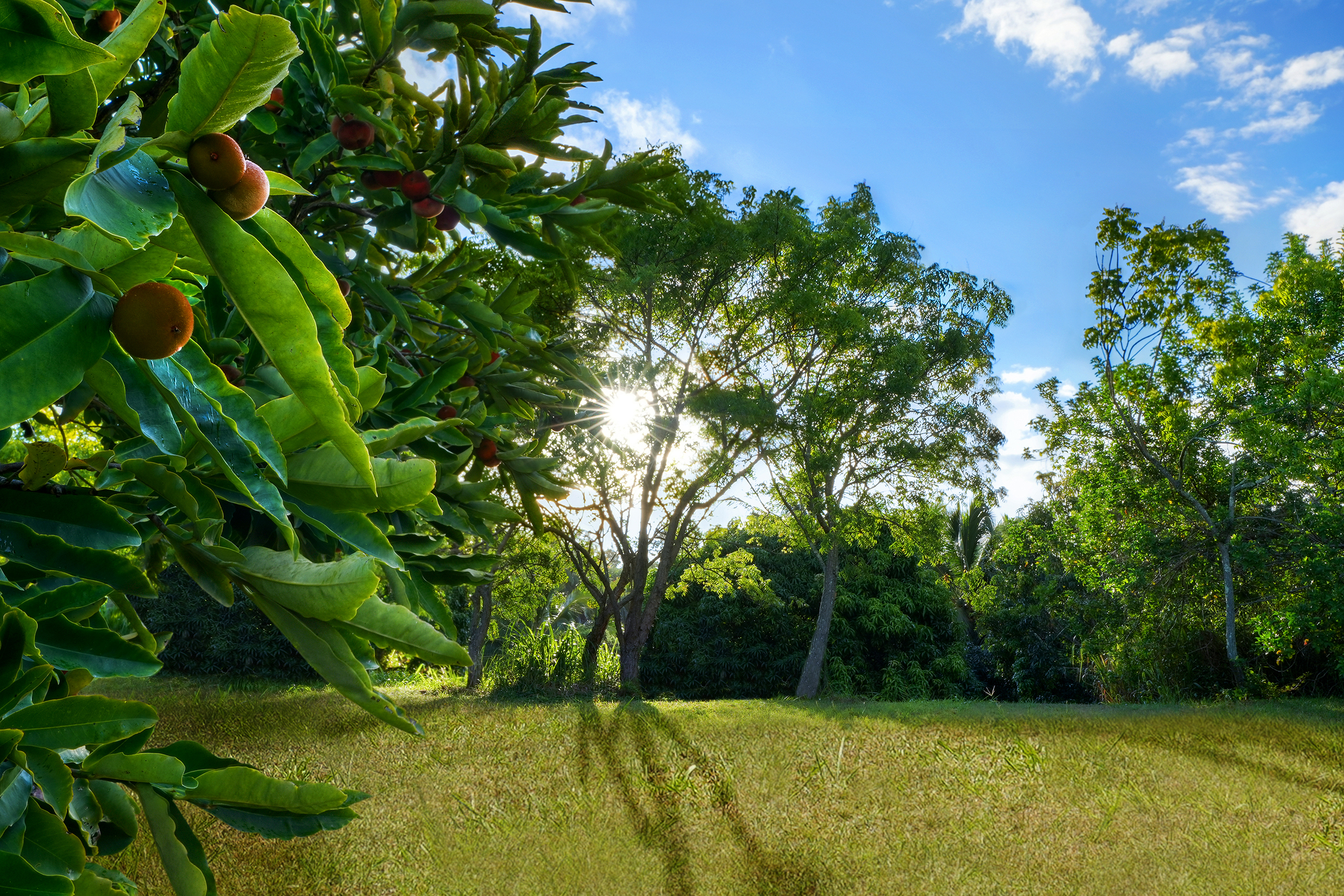 6565-c Koolau Rd Property Photo 30