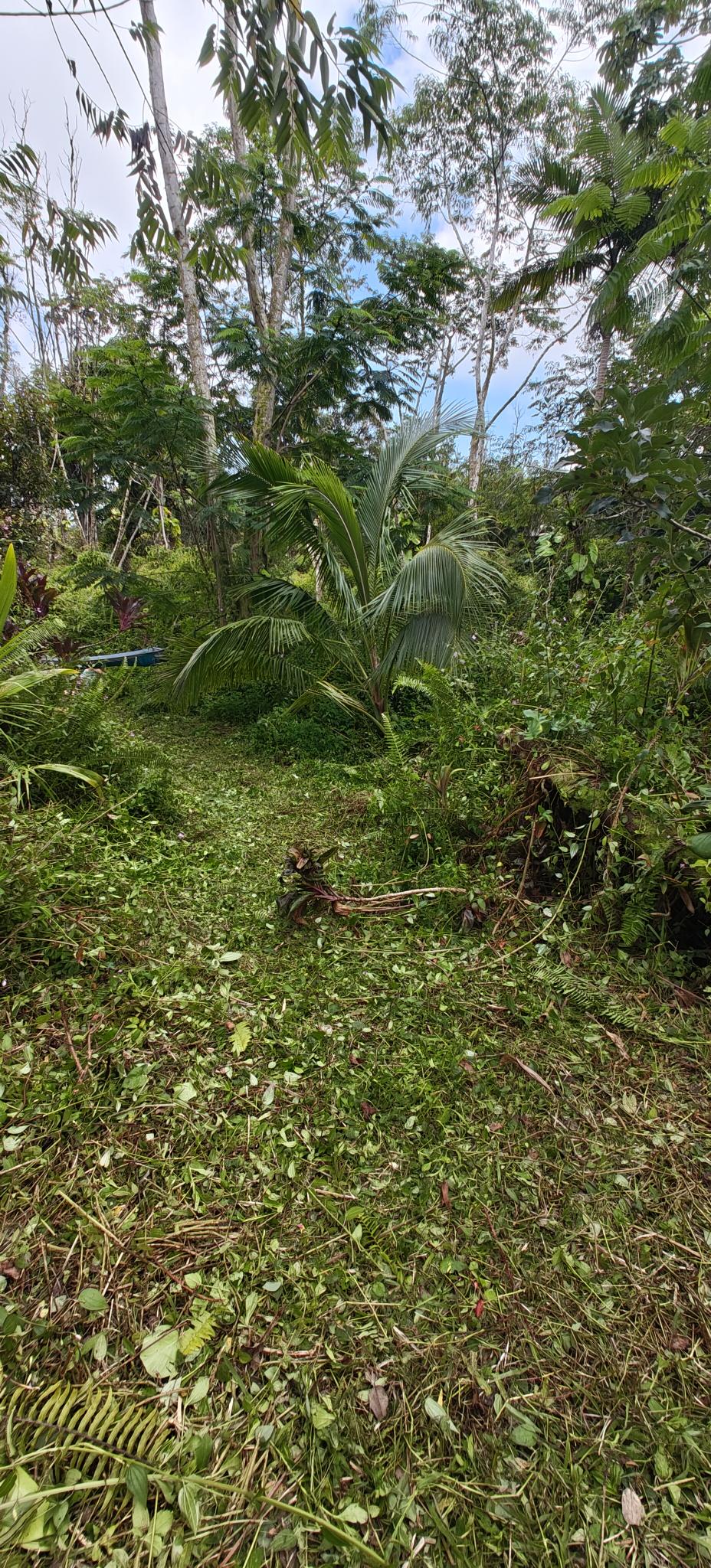 13-3439 Kula St Property Photo 4