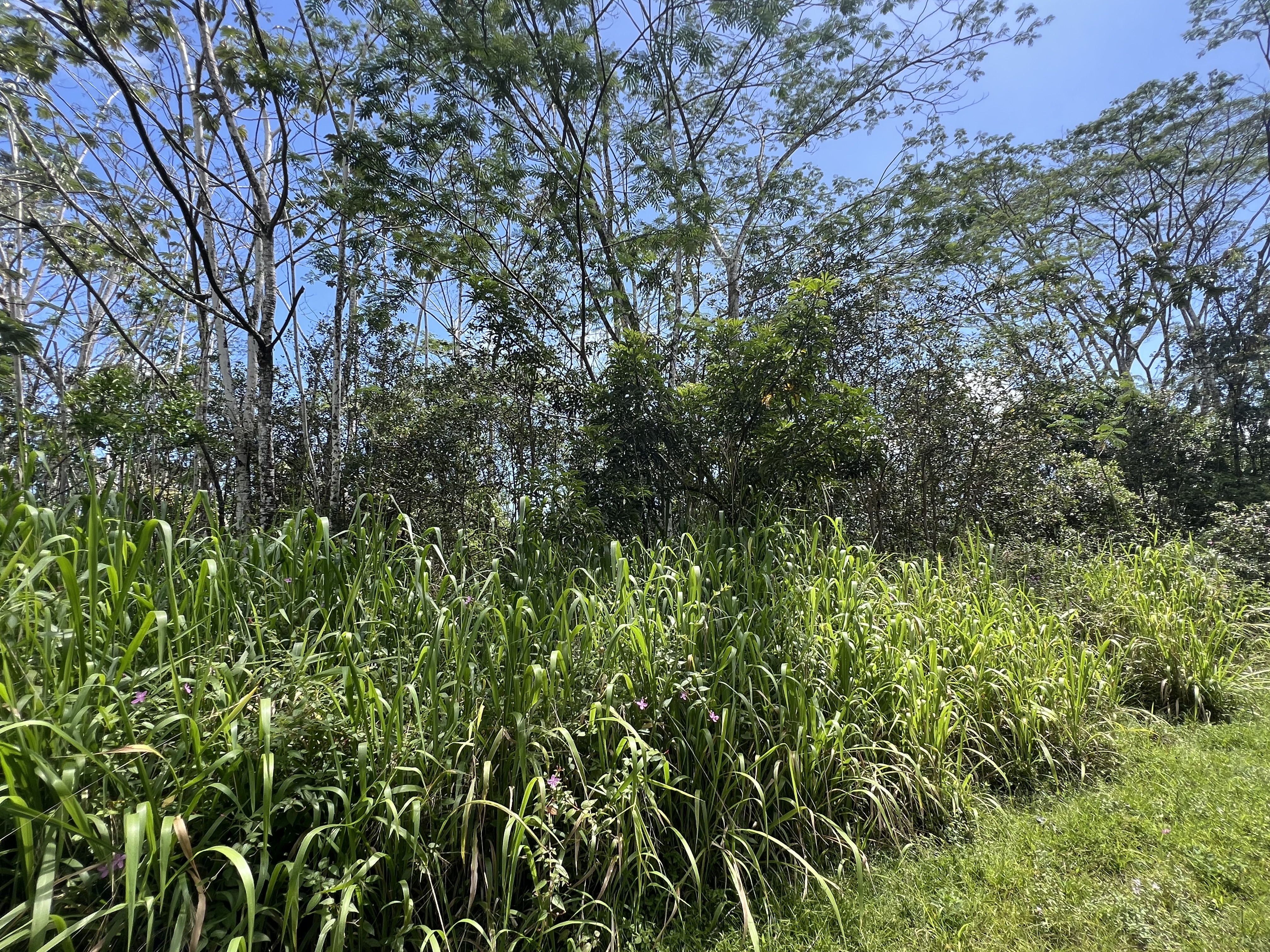 Kailua Rd Property Photo 3
