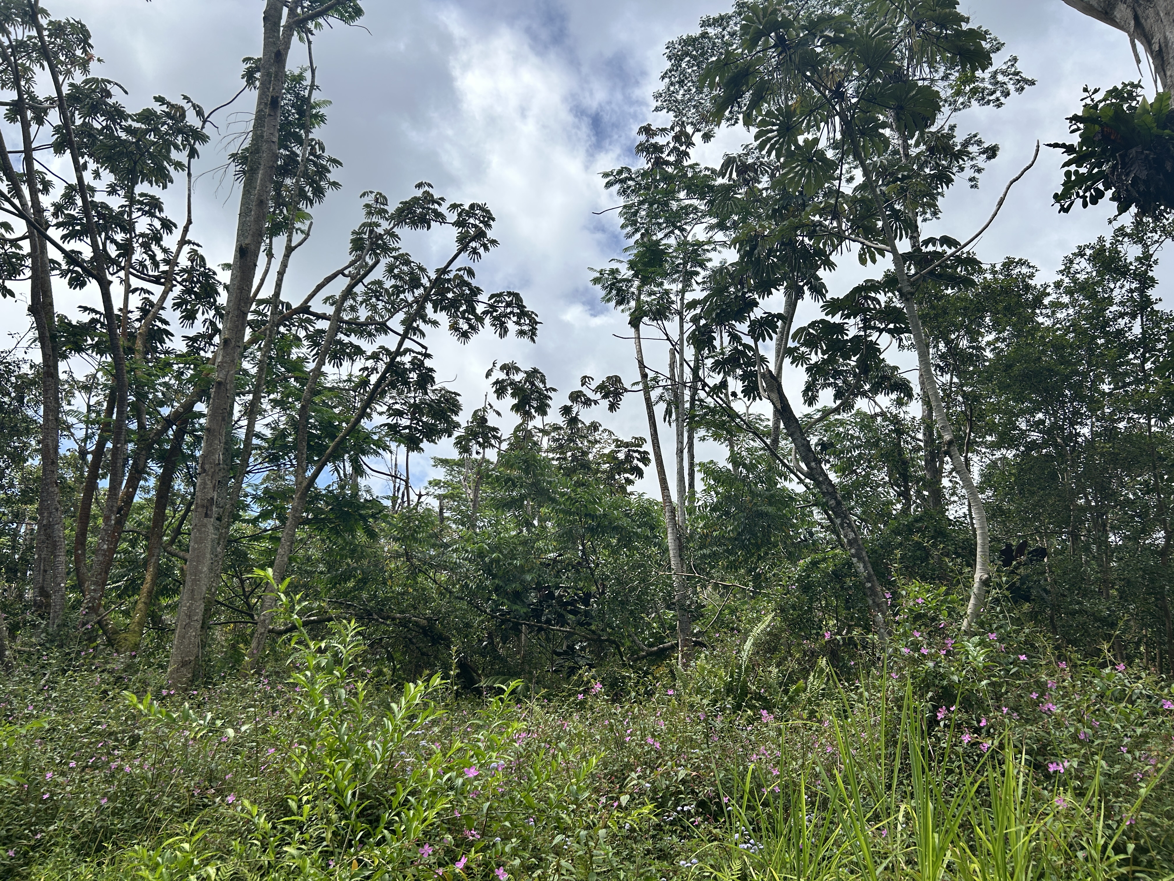 Maui Rd Property Photo 10