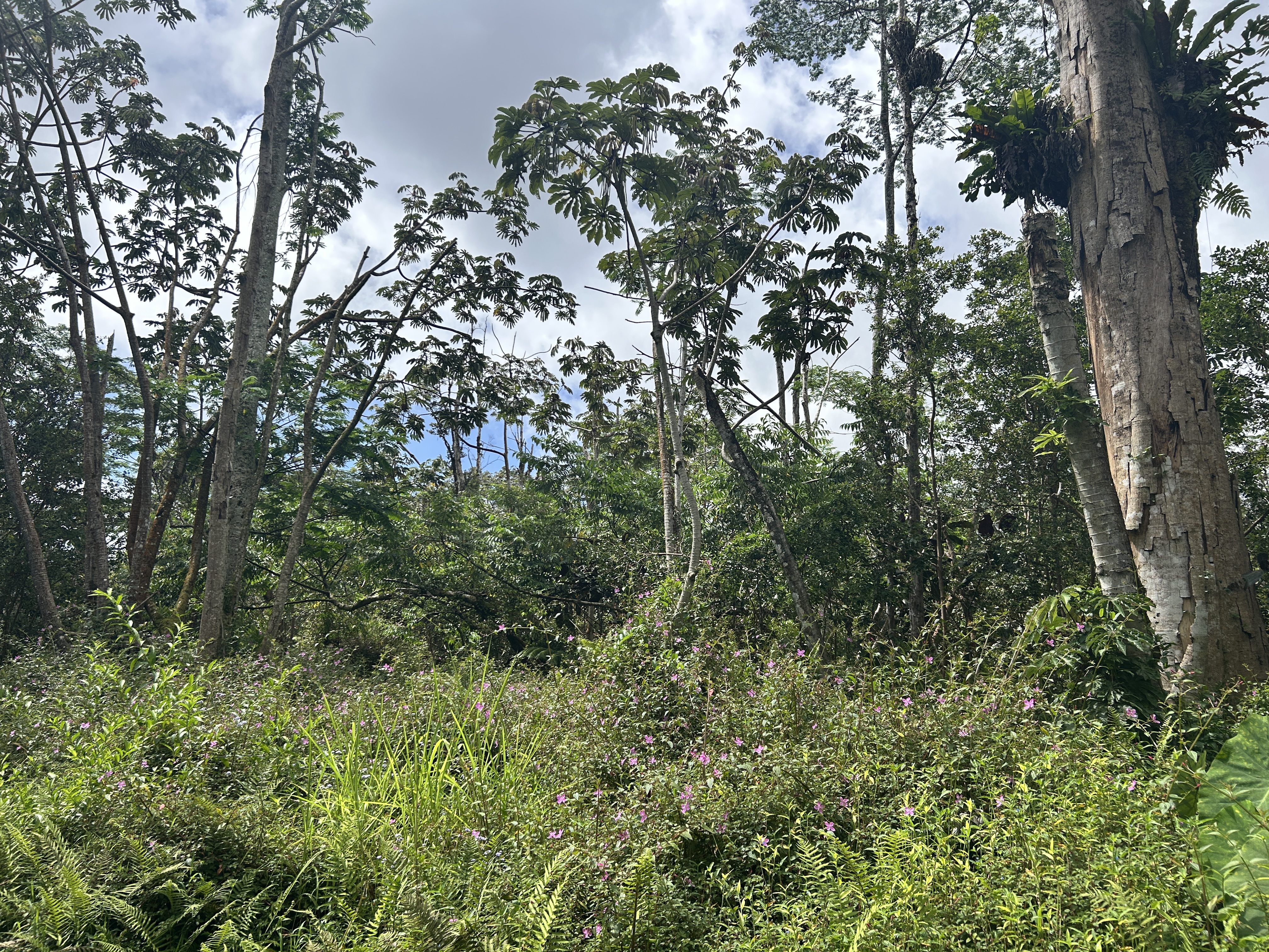 Maui Rd Property Photo 12