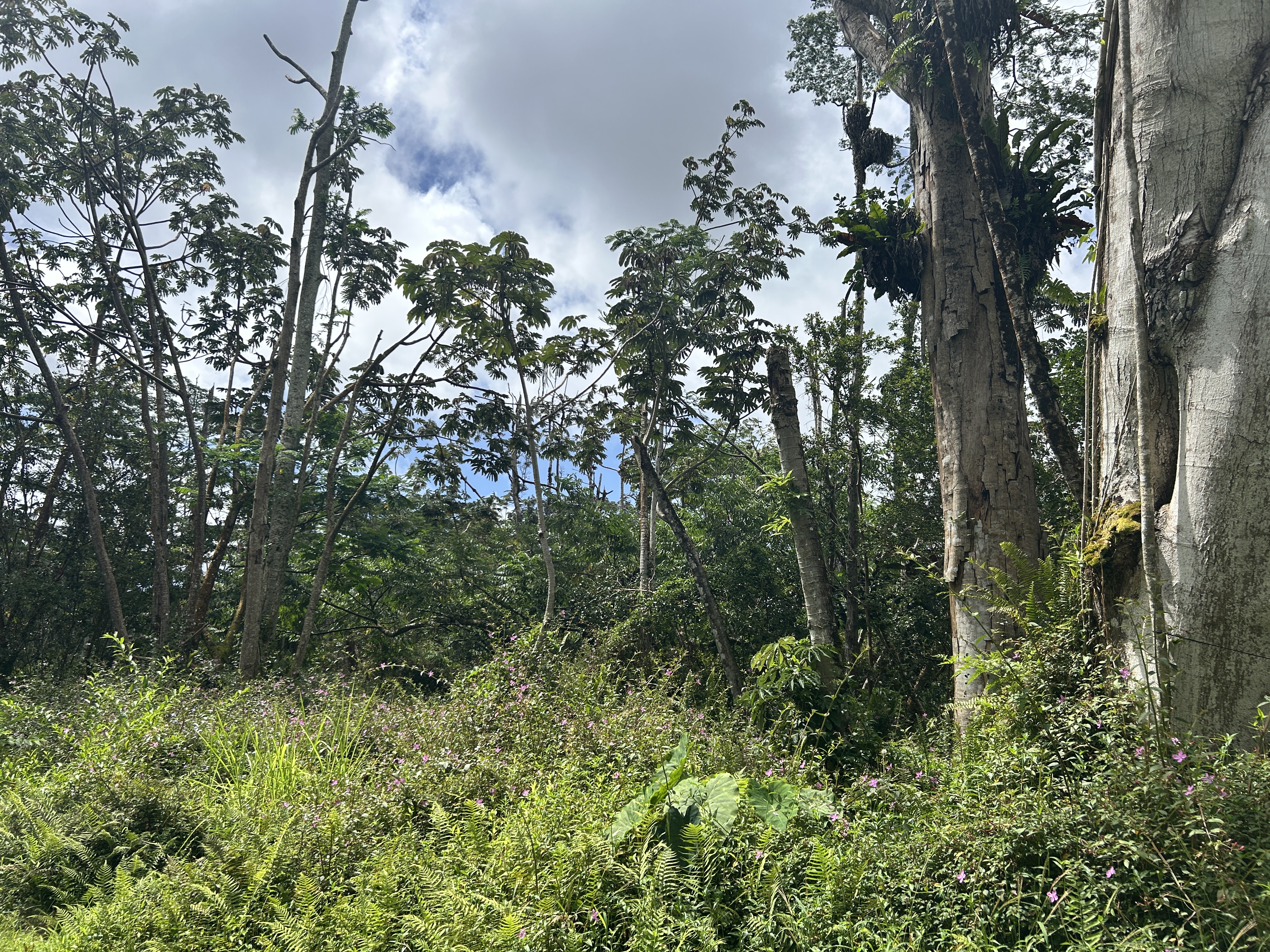 Maui Rd Property Photo 13