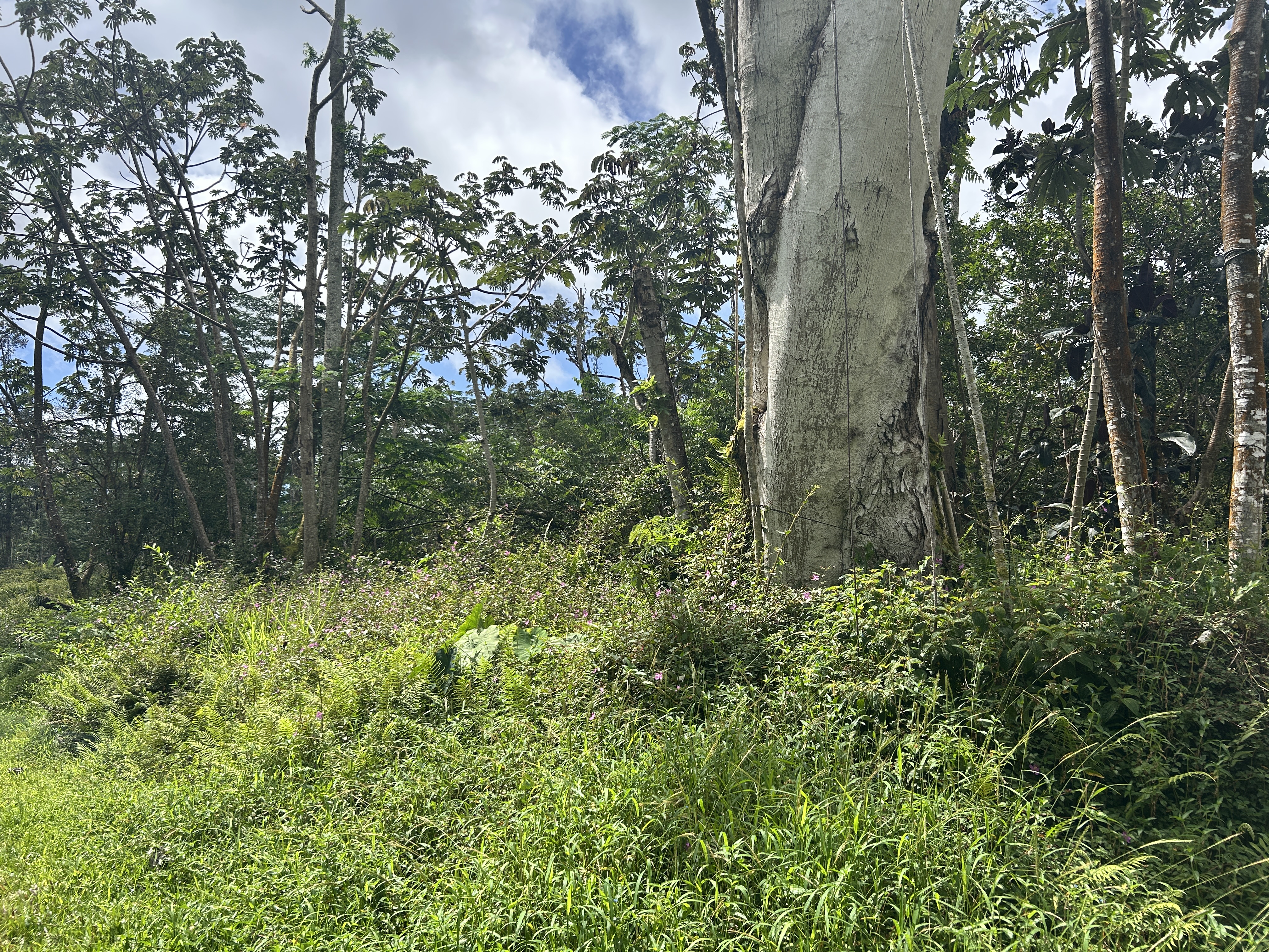 Maui Rd Property Photo 14