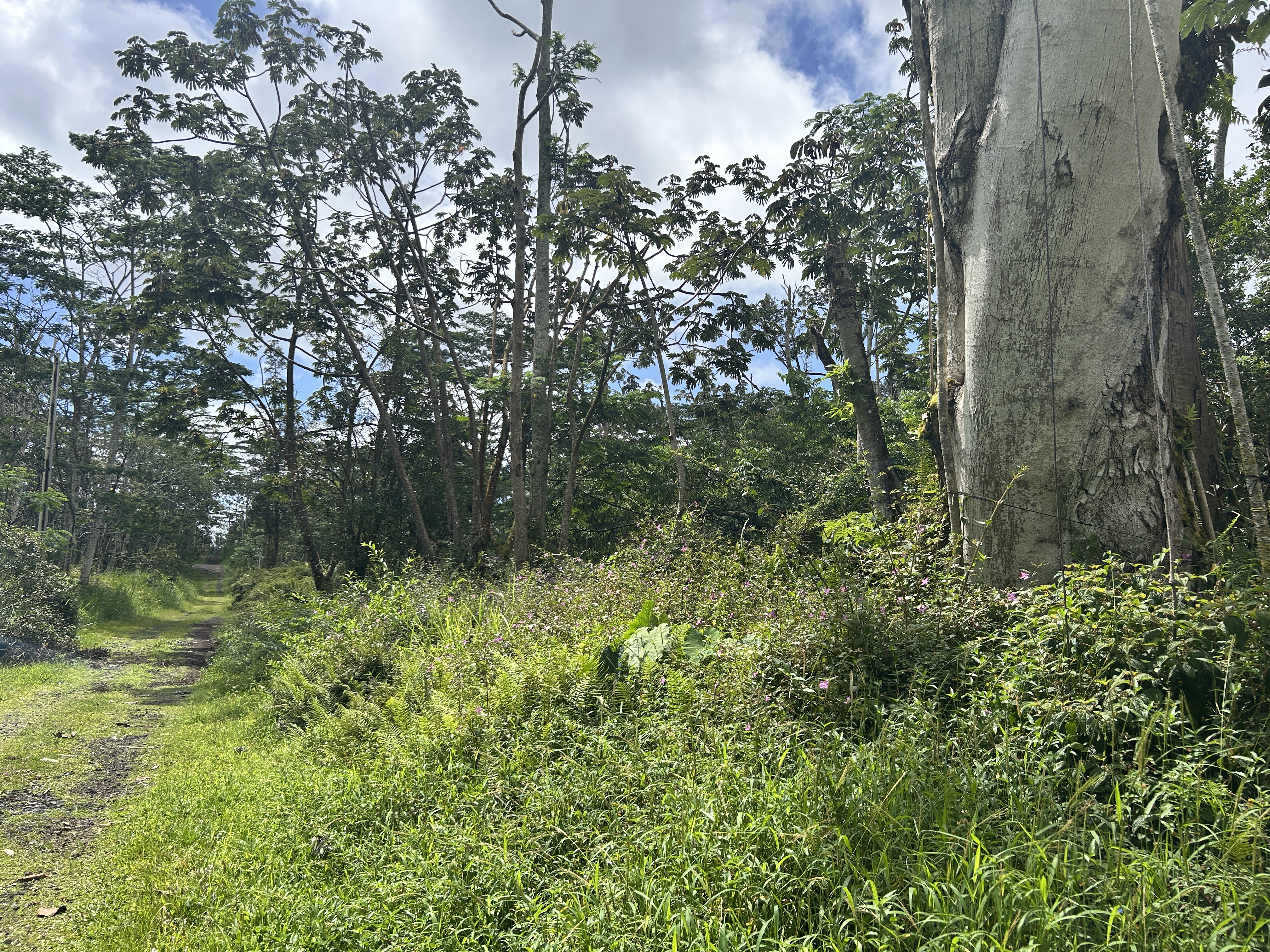 Maui Rd Property Photo 15