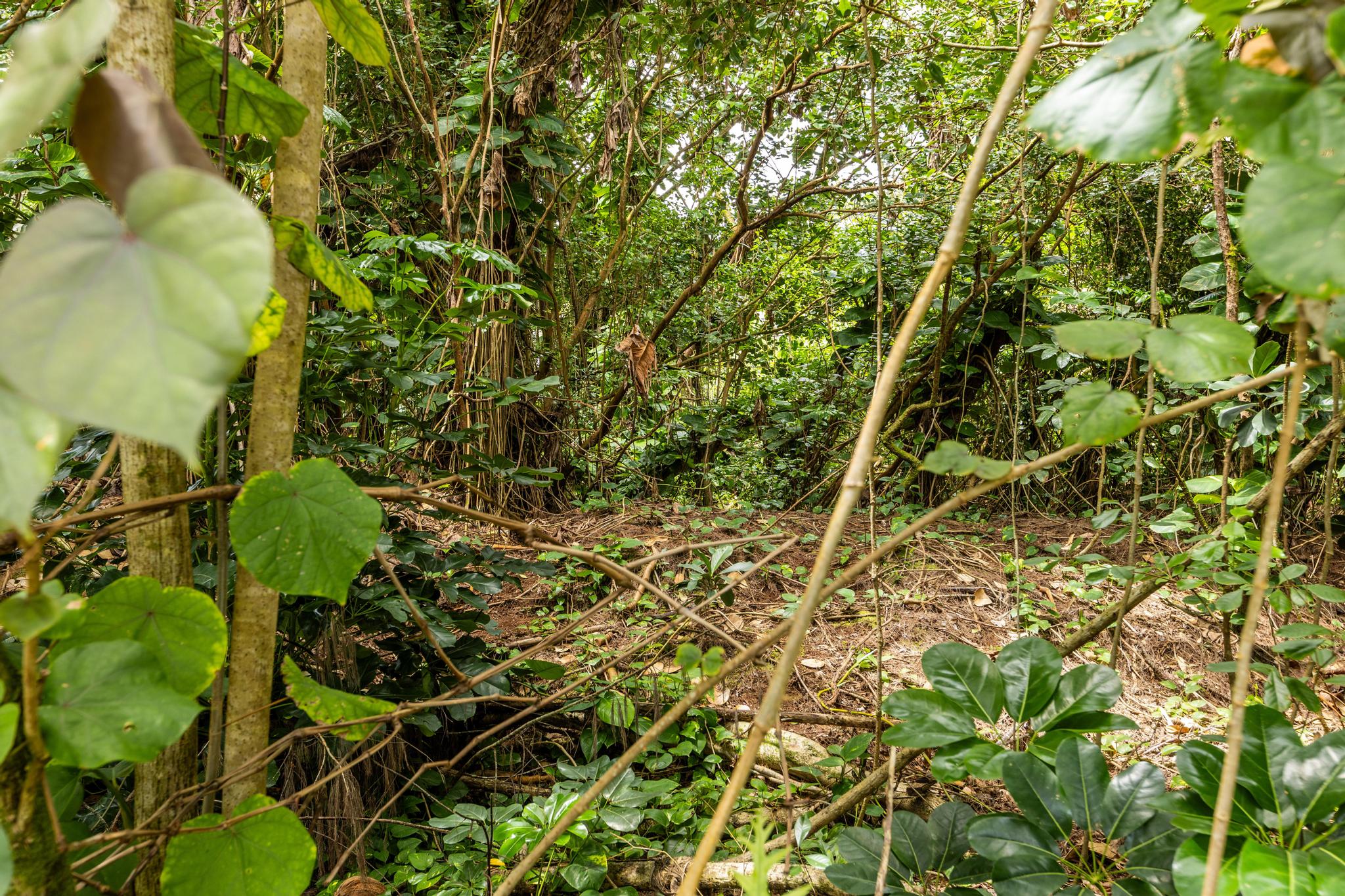 Ala Heiau Rd Property Photo 13