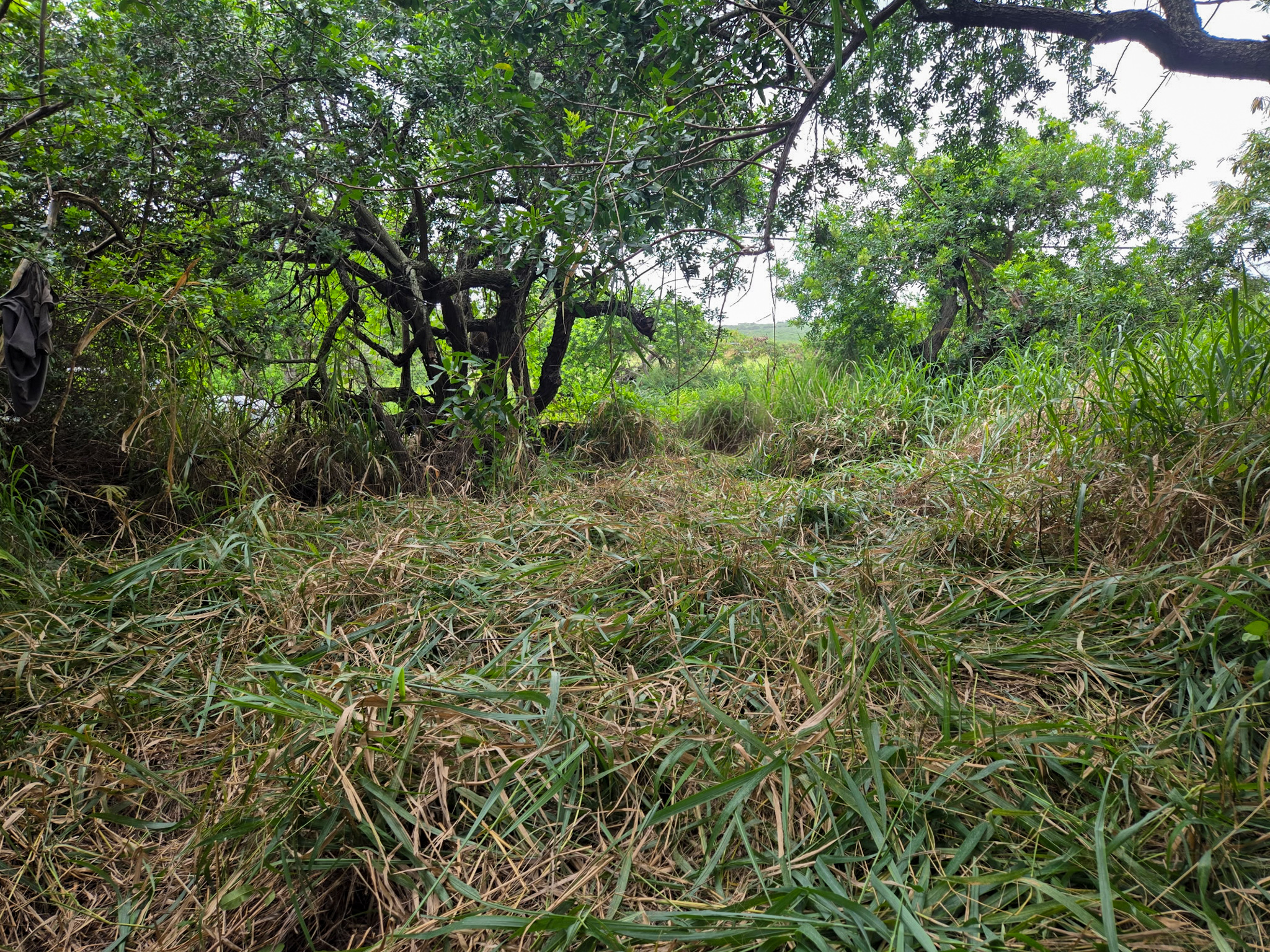 Kaalualu Rd Property Photo 6