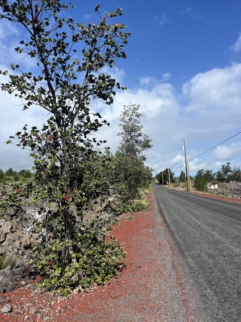 Macadamia Dr Property Photo 3