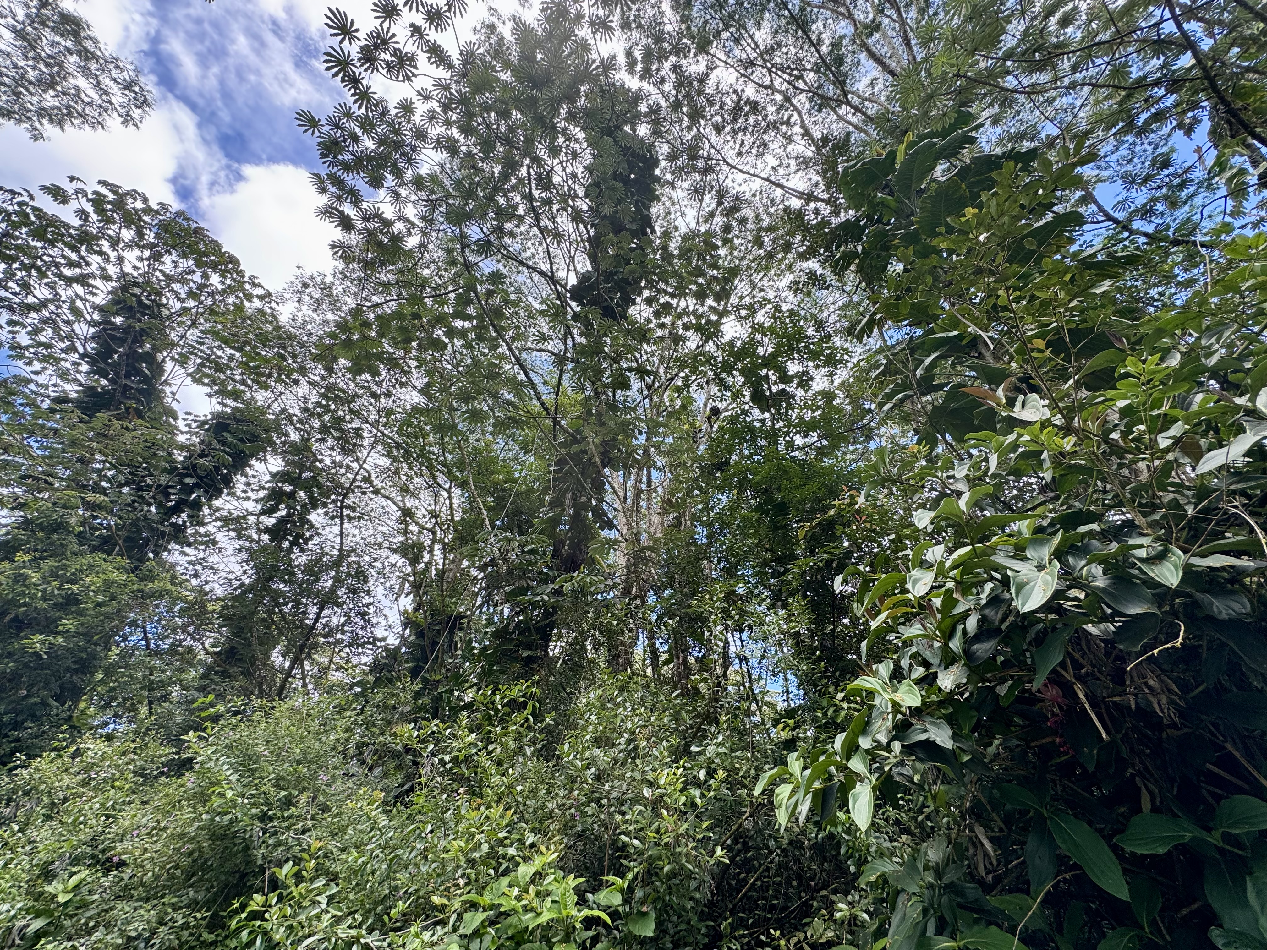 Plumeria Rd Property Photo 2