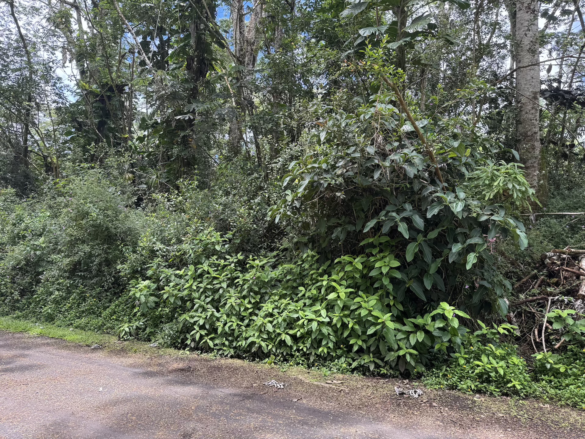 Plumeria Rd Property Photo 5