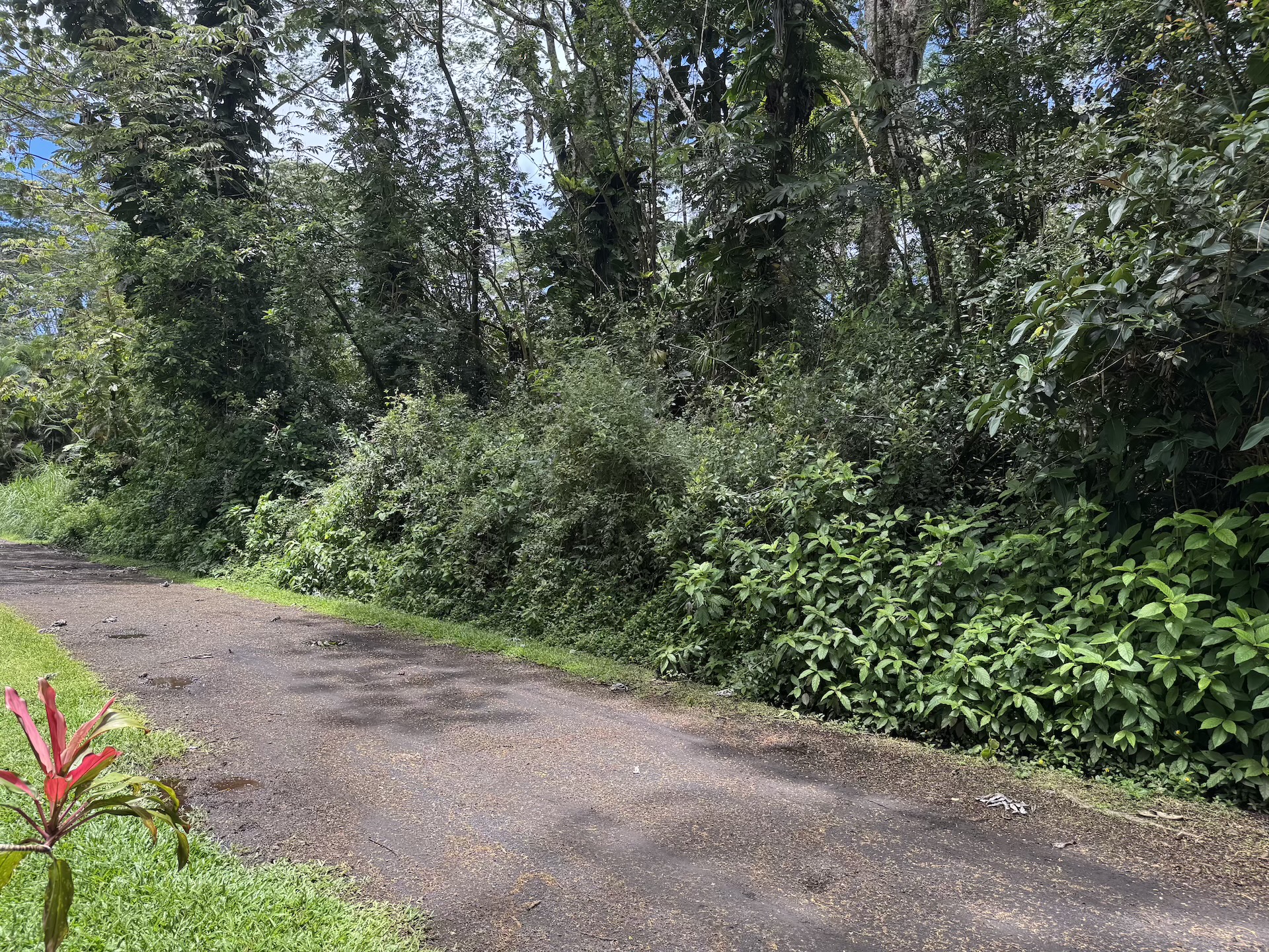 Plumeria Rd Property Photo 6