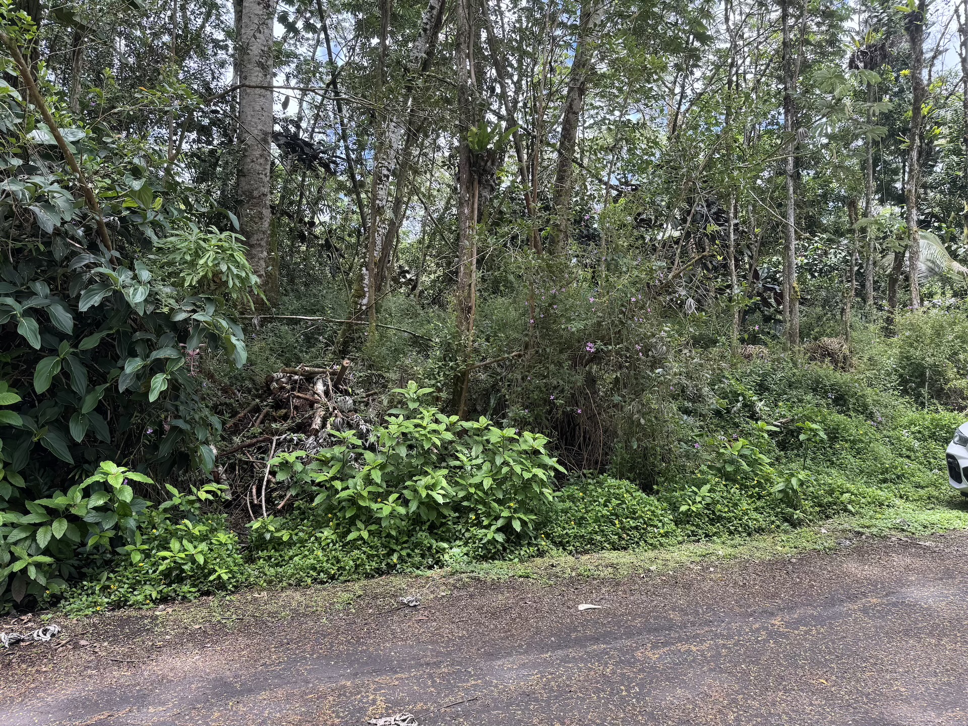 Plumeria Rd Property Photo 7
