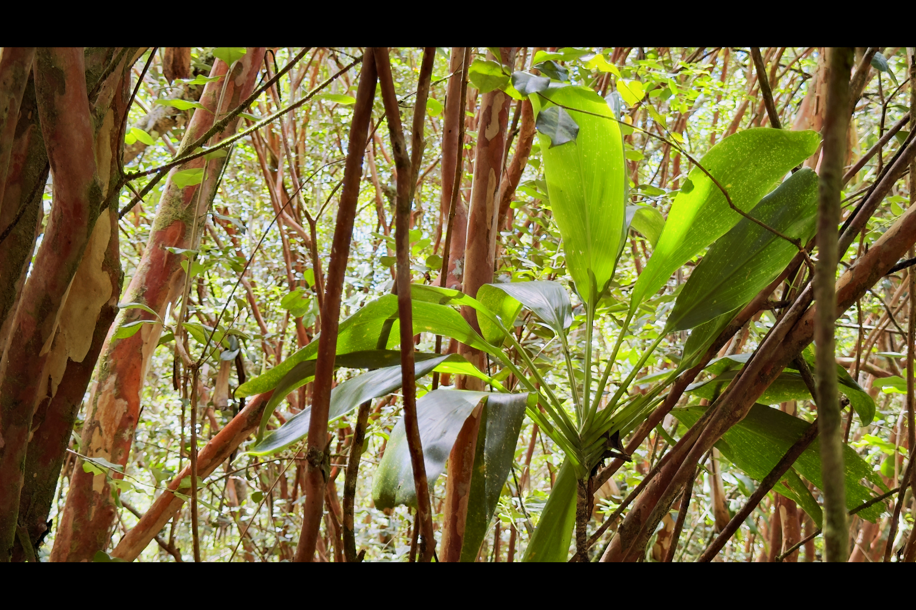 Moi St Property Photo 3
