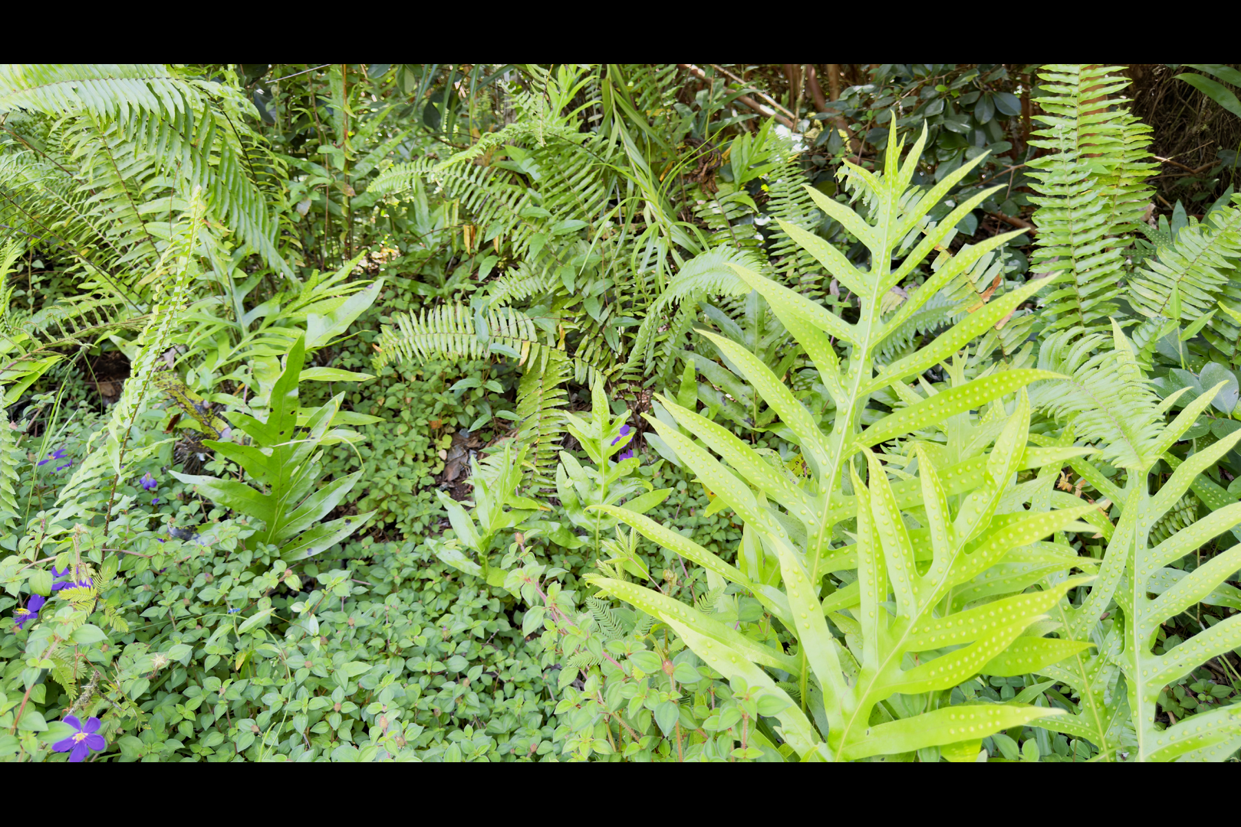 Moi St Property Photo 15