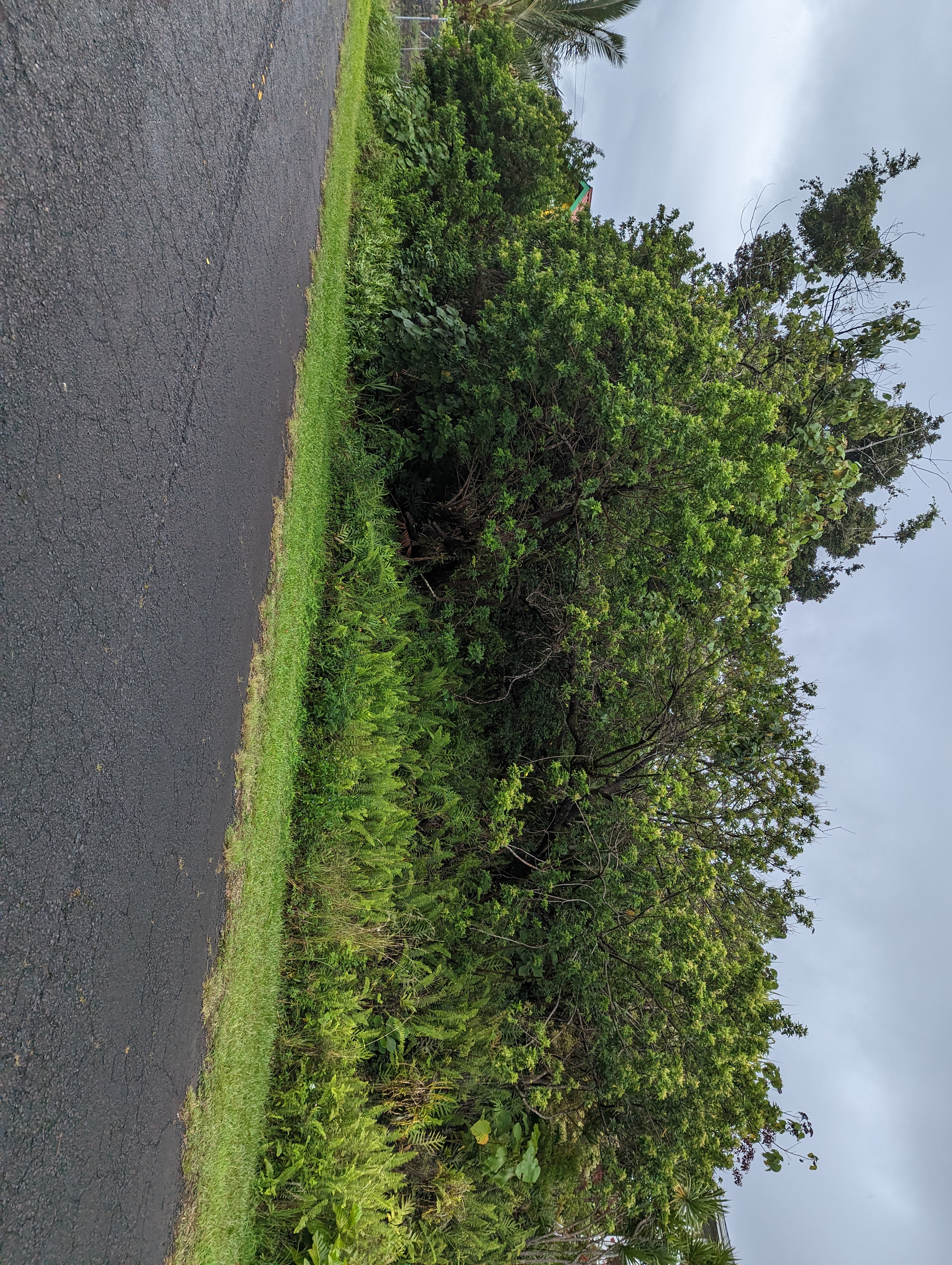 E Moanauli Lp Property Photo 2