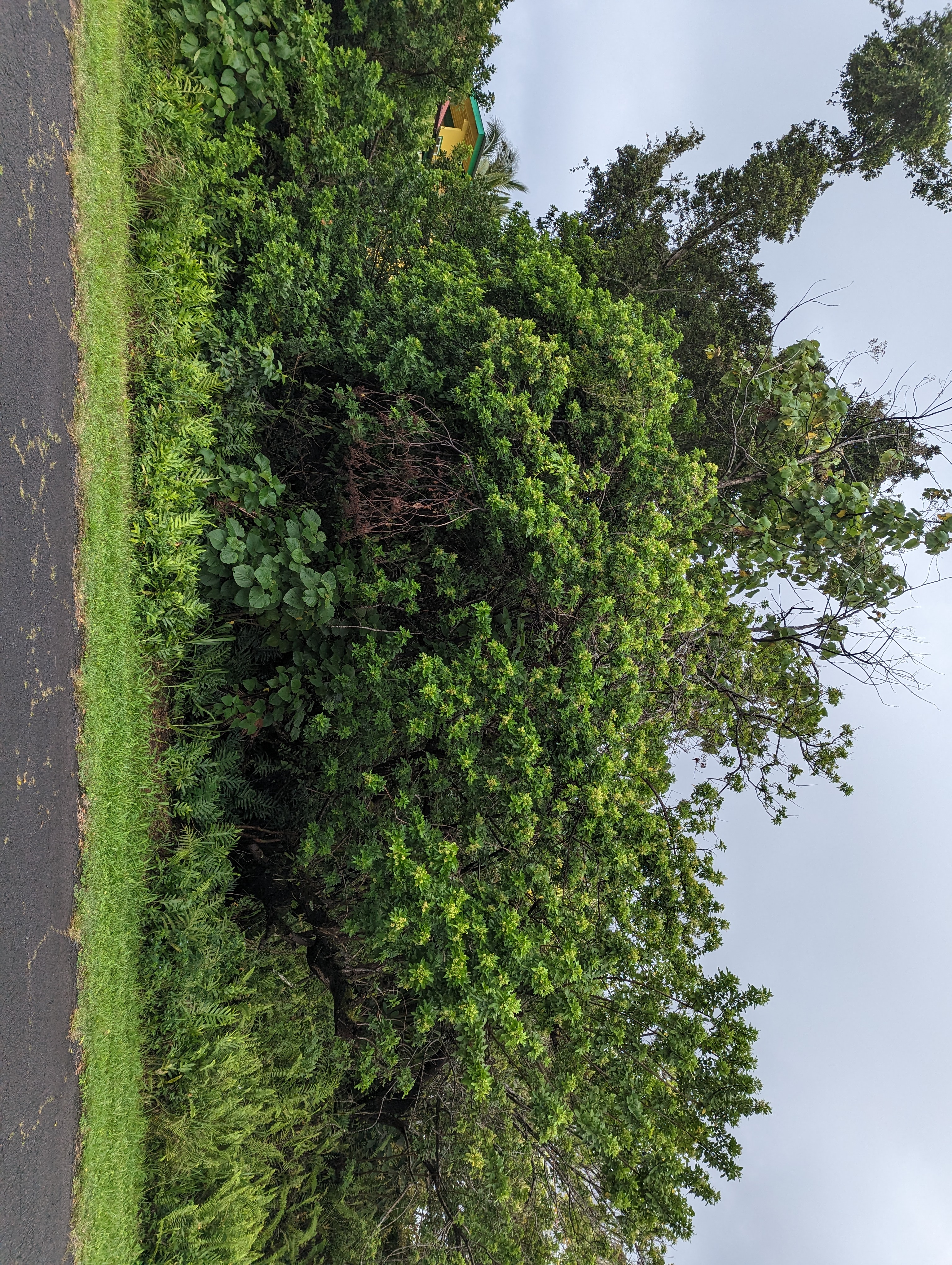 E Moanauli Lp Property Photo 5