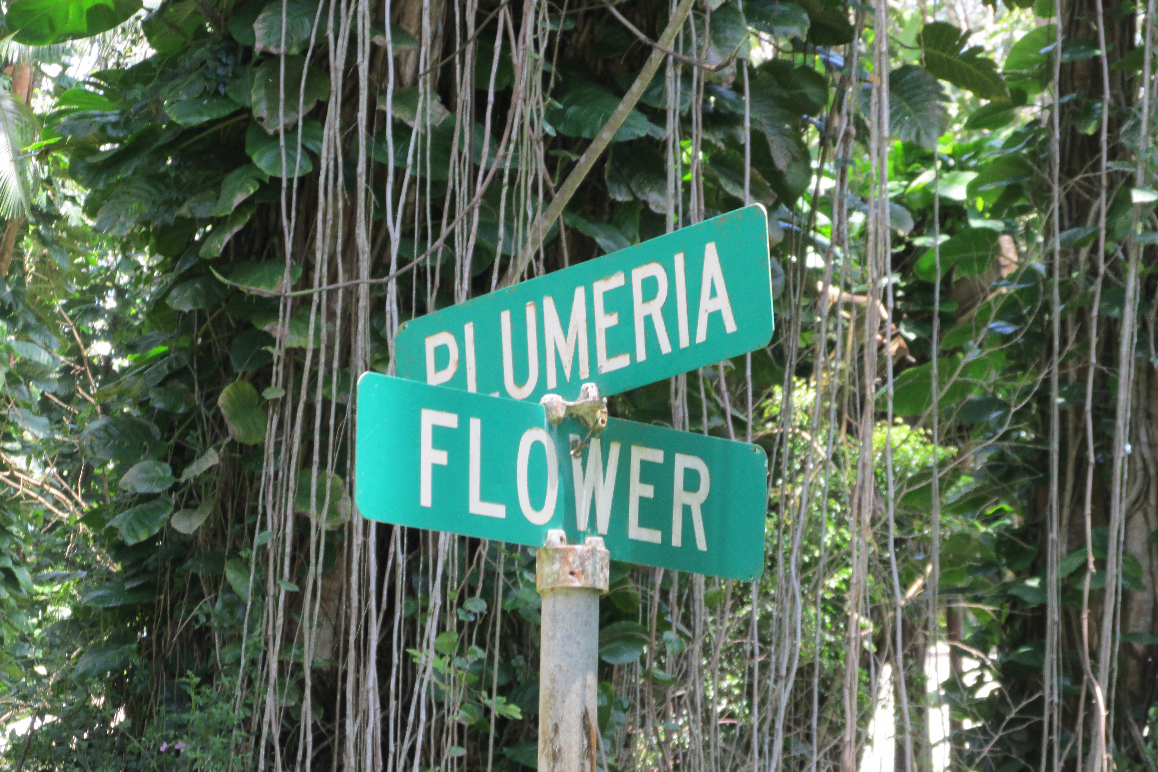 Plumeria Rd Property Photo 4