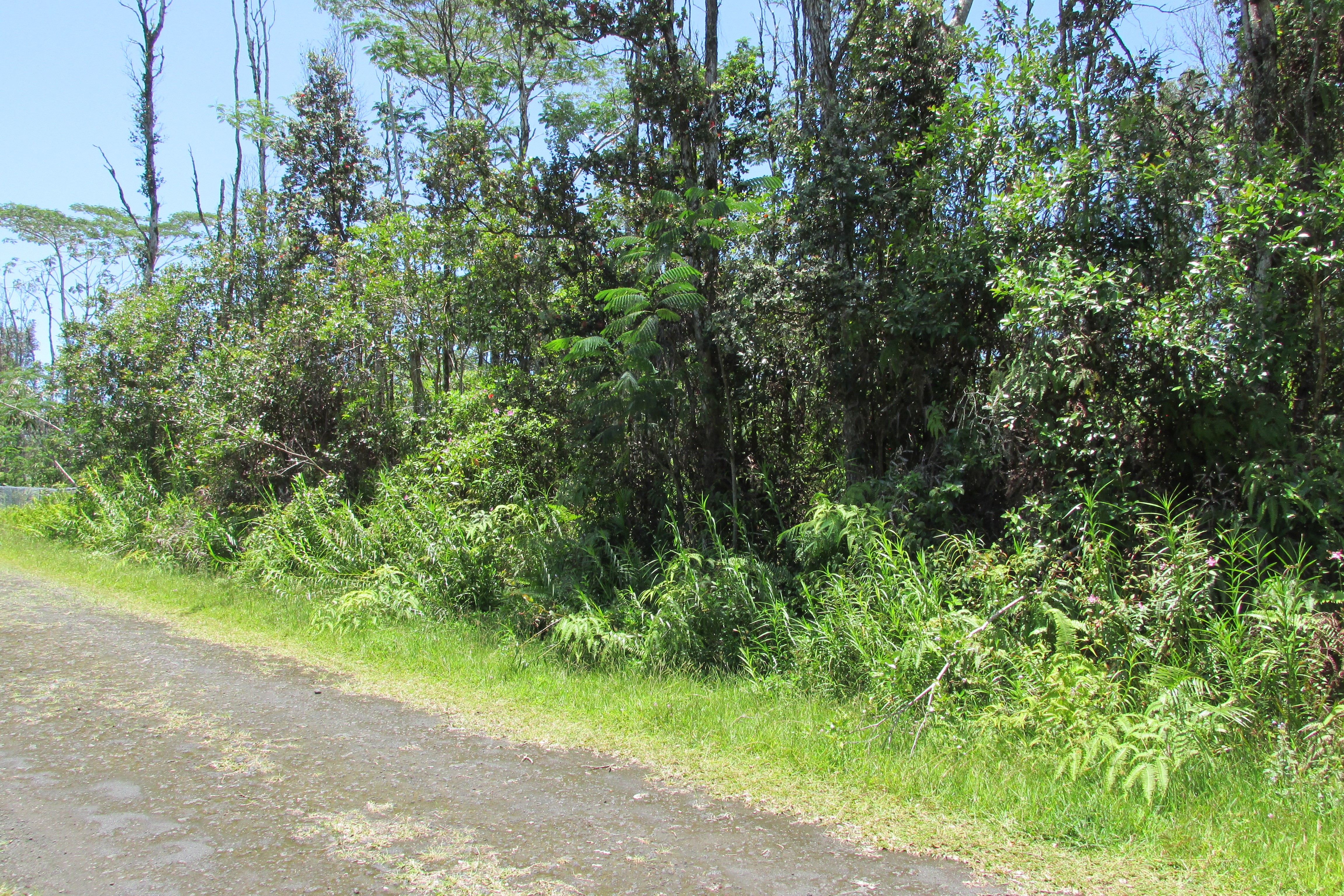 Plumeria Rd Property Photo 7