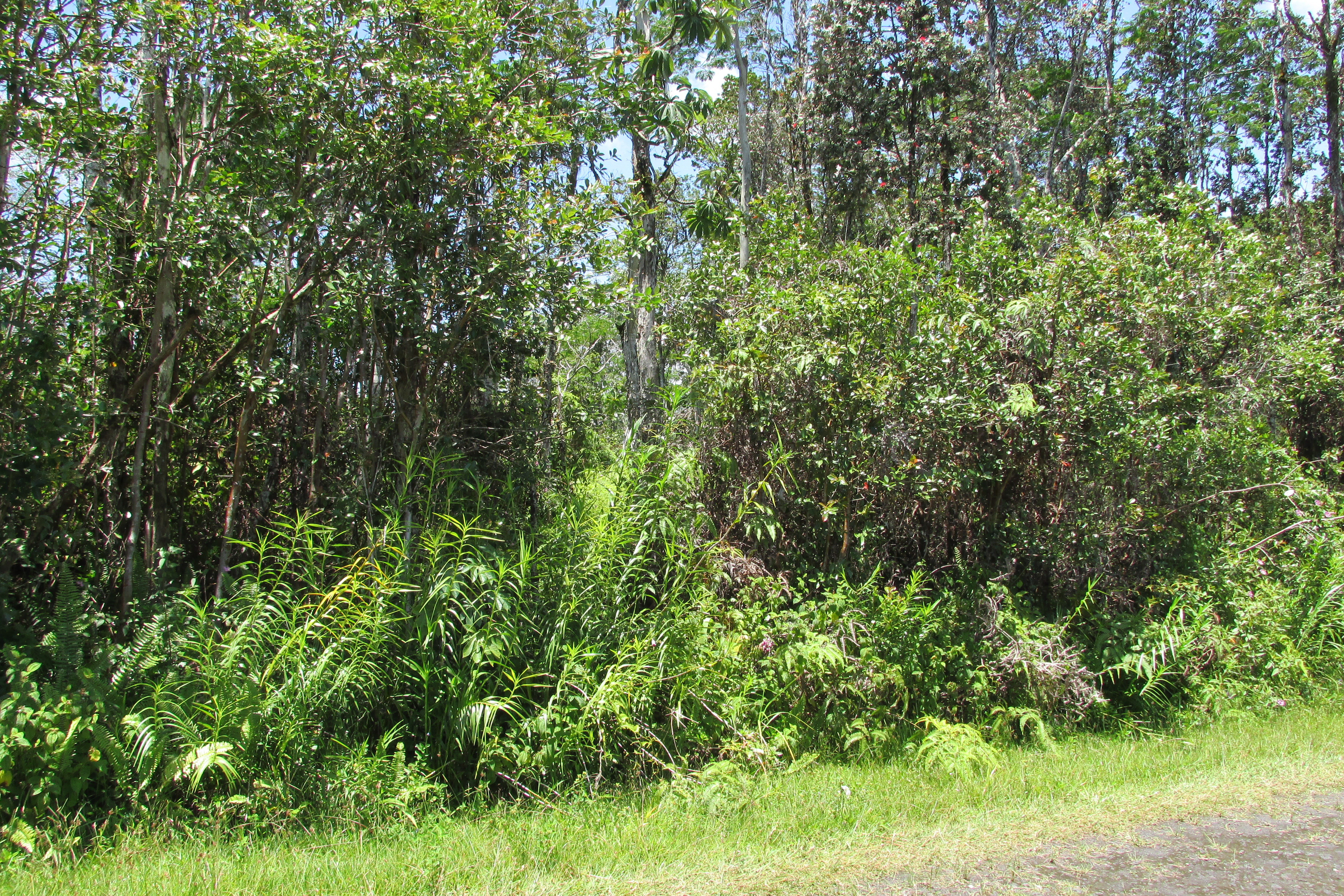 Plumeria Rd Property Photo 9