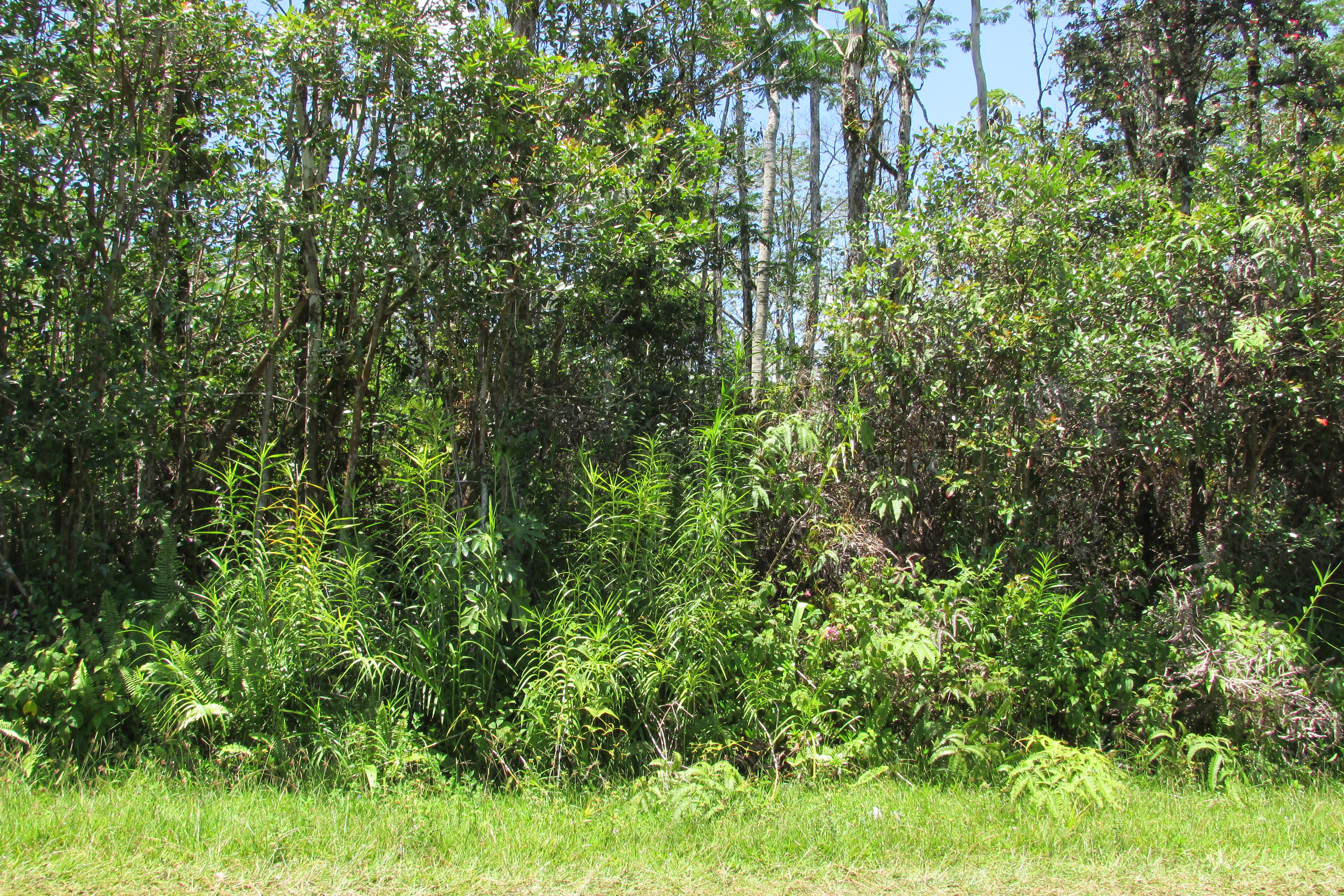 Plumeria Rd Property Photo 13