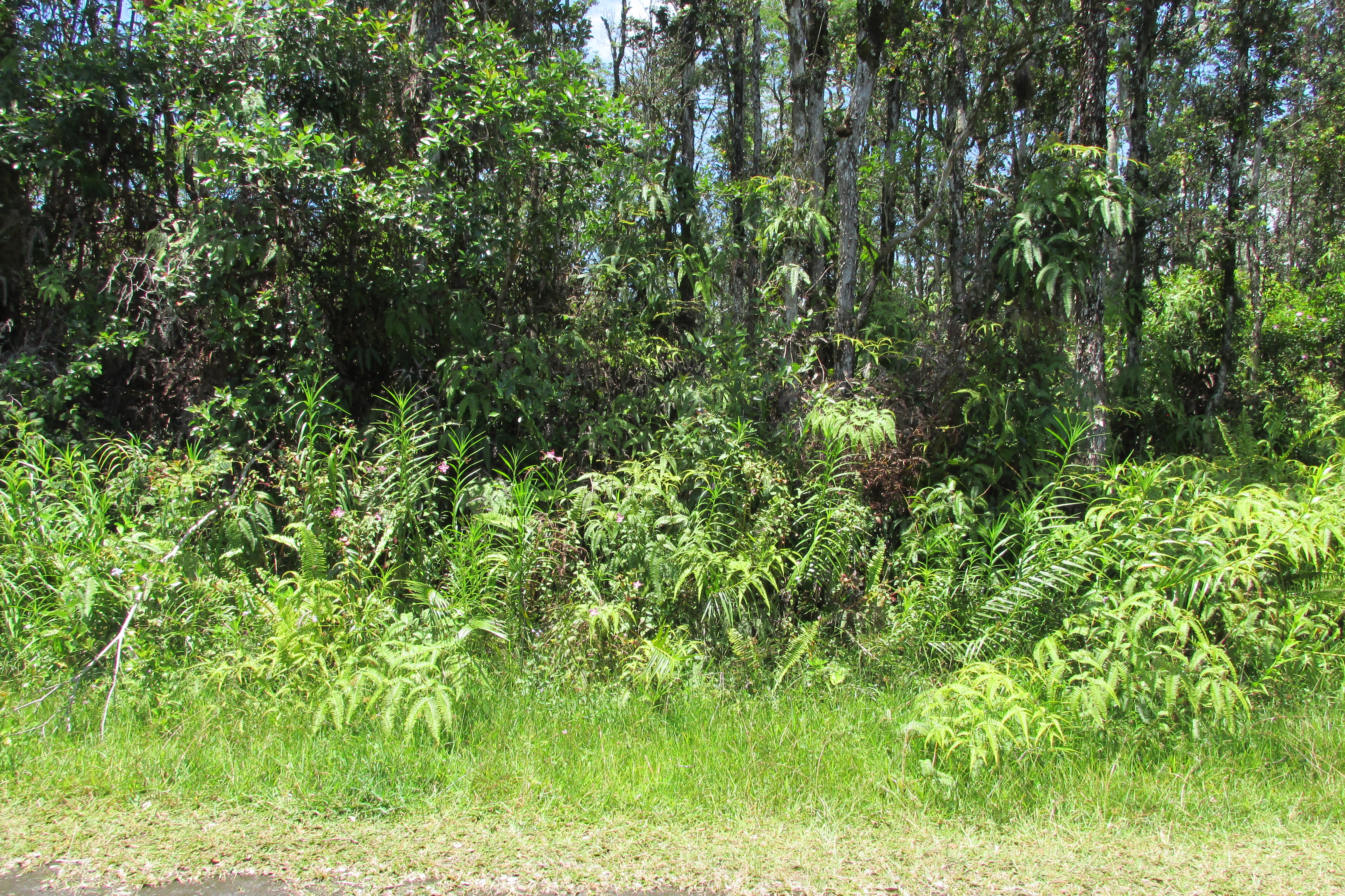 Plumeria Rd Property Photo 14