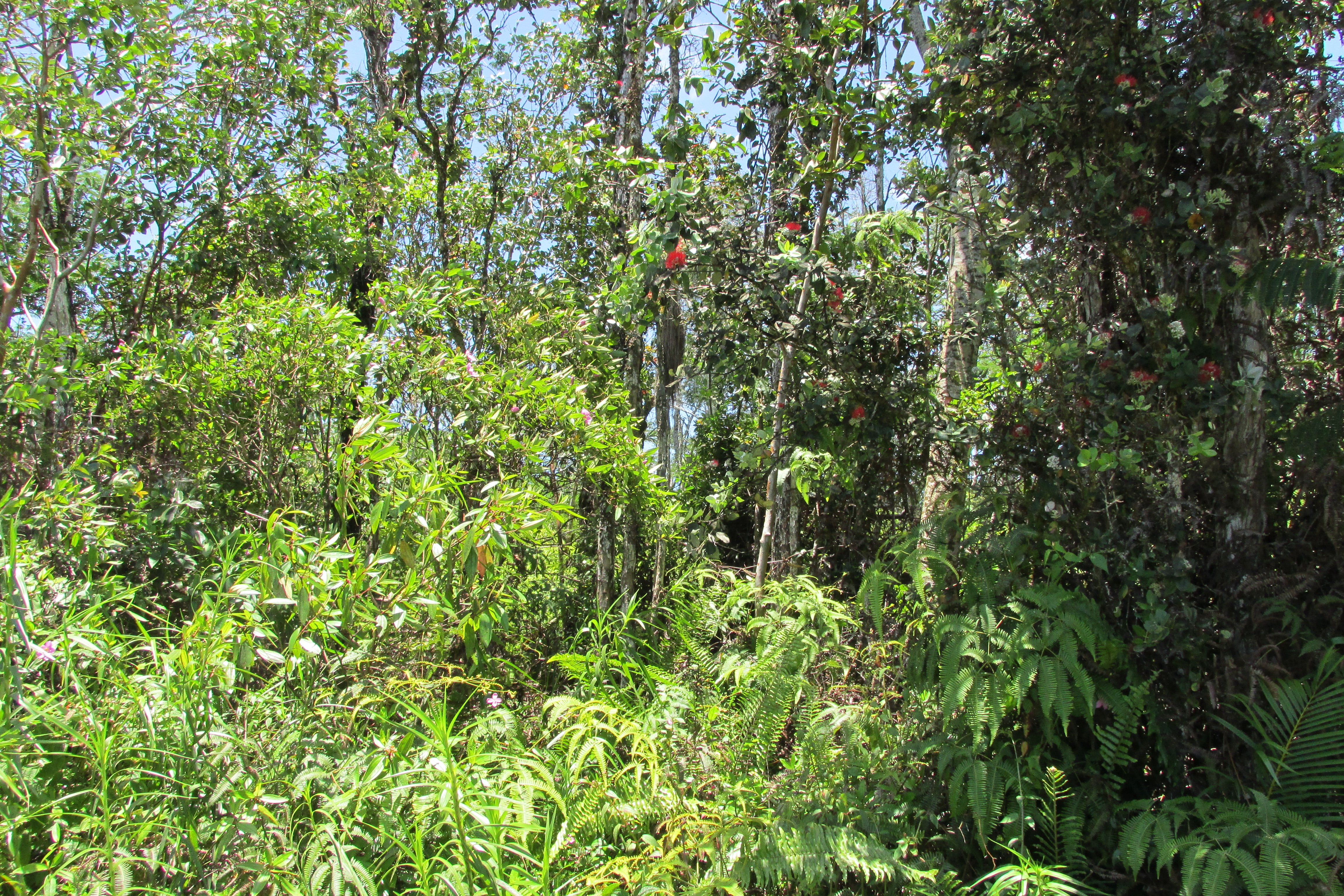 Plumeria Rd Property Photo 15
