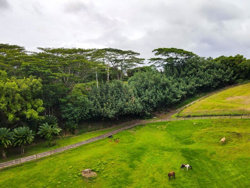 Omao Rd Property Photo 17