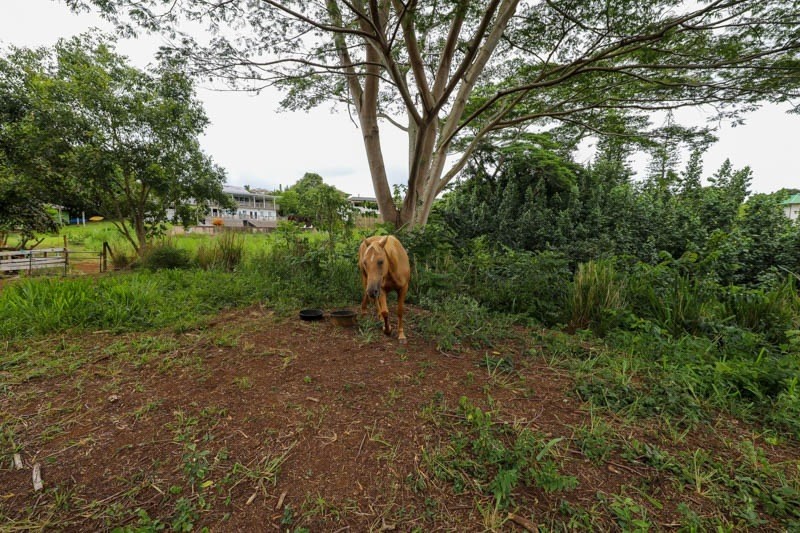 Omao Rd Property Photo 22