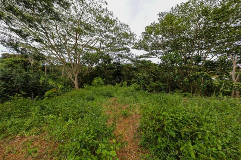Omao Rd Property Photo 24