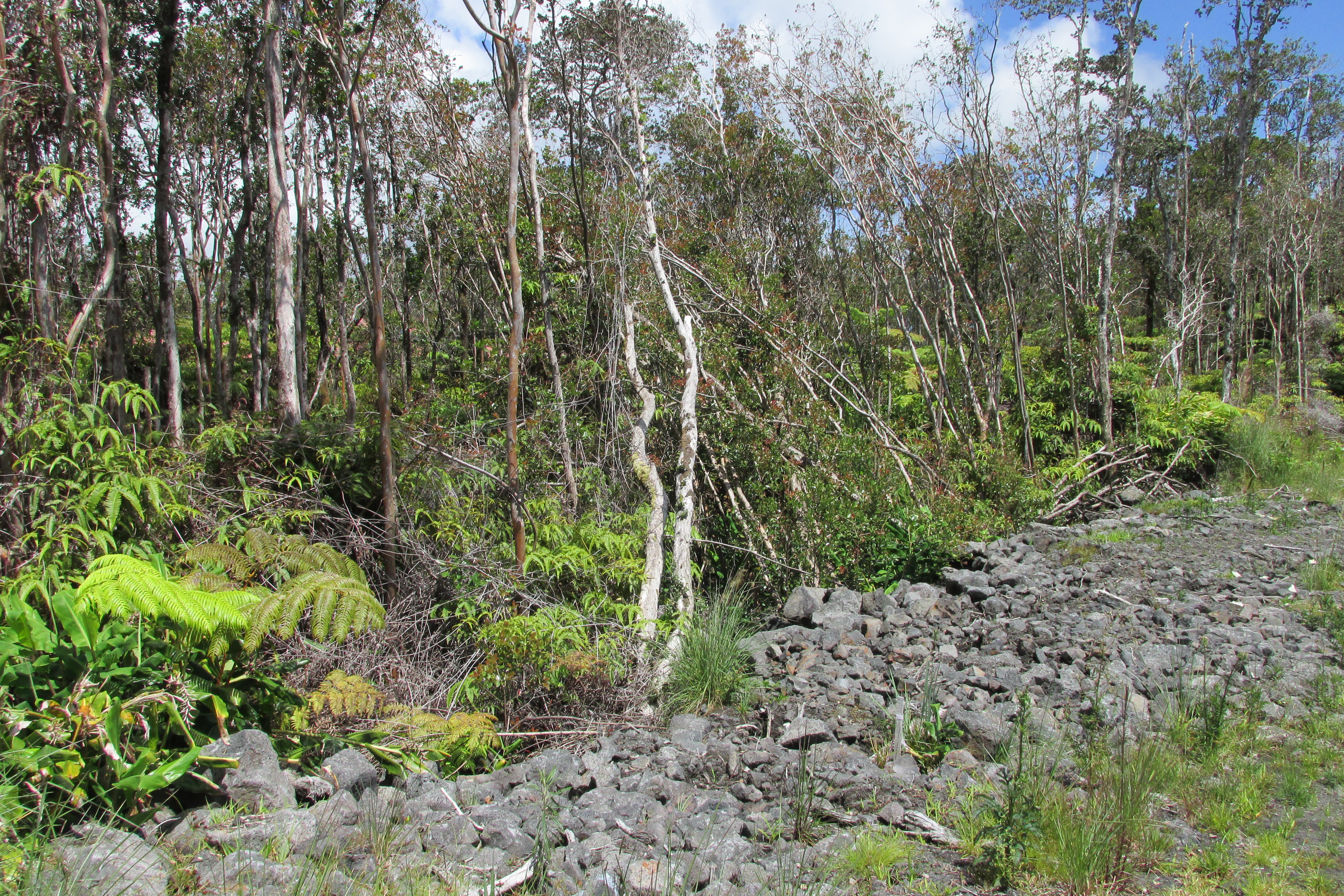 Mokuna St Property Photo 11