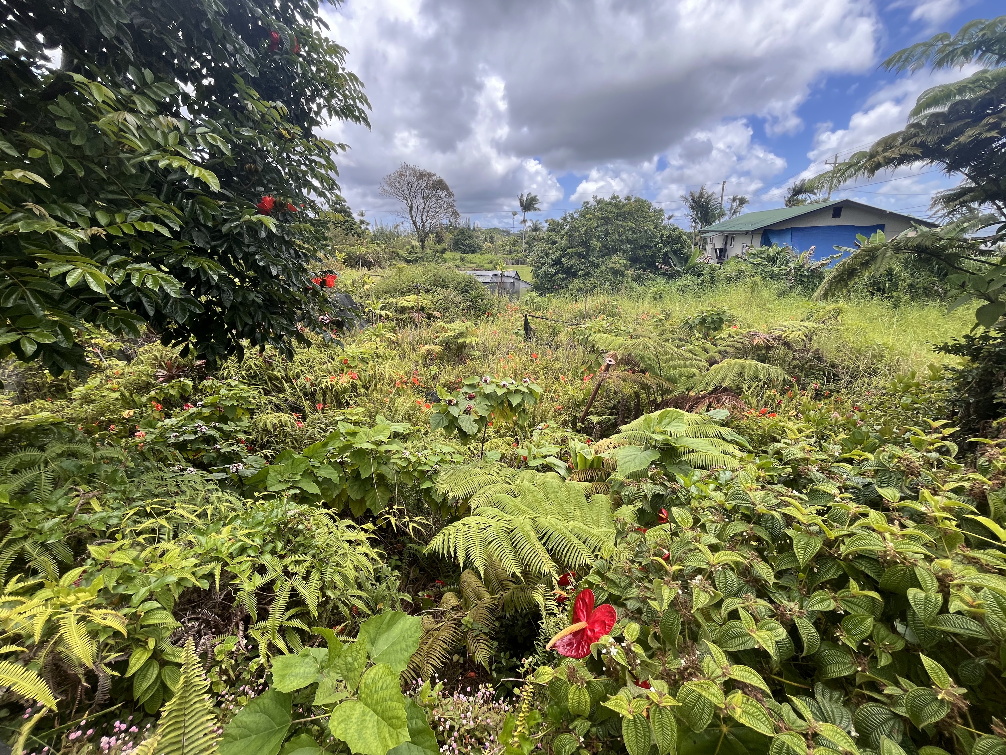 18-1270 Volcano Rd Property Photo 29