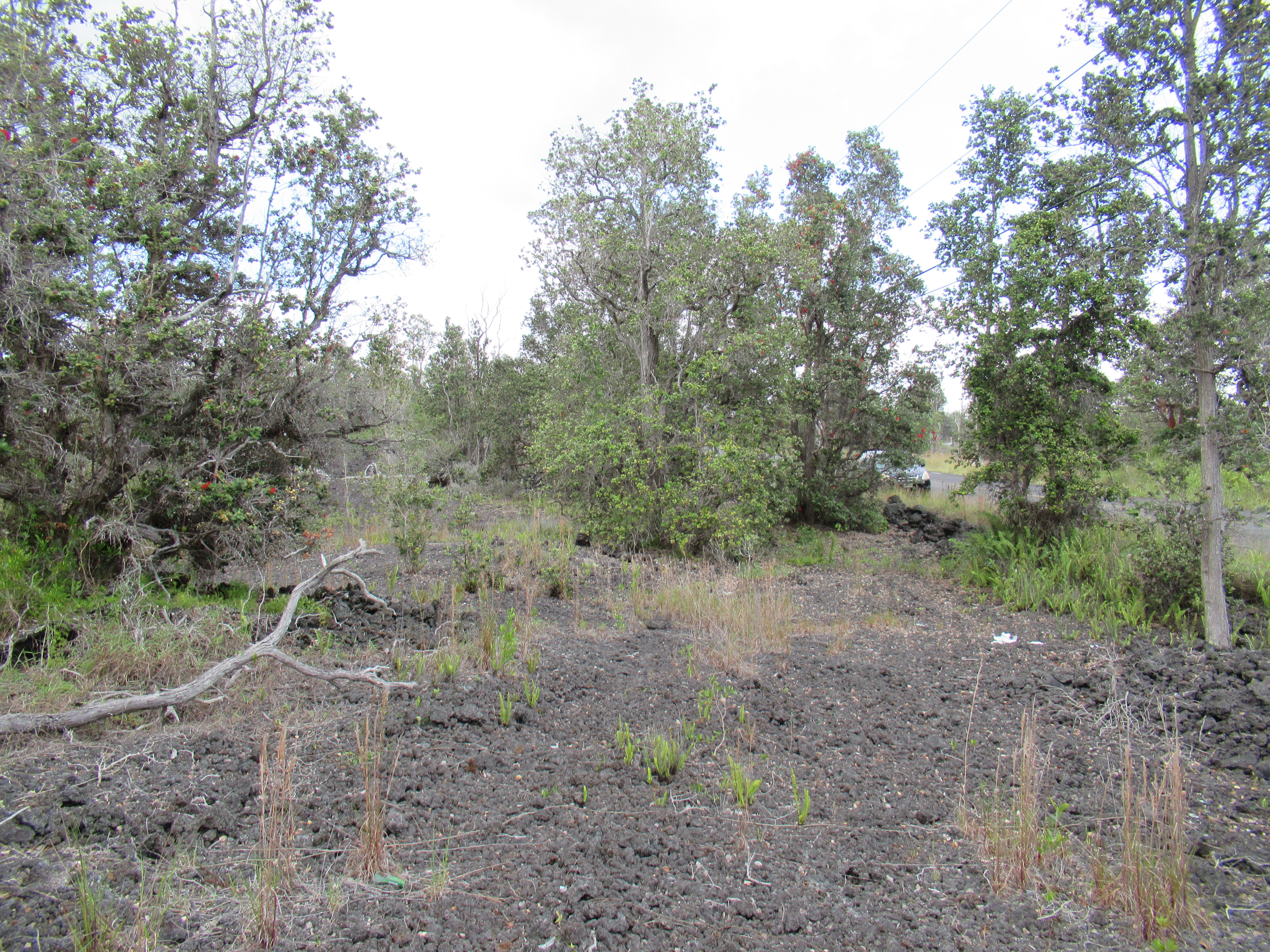Aloha Blvd Property Photo 3