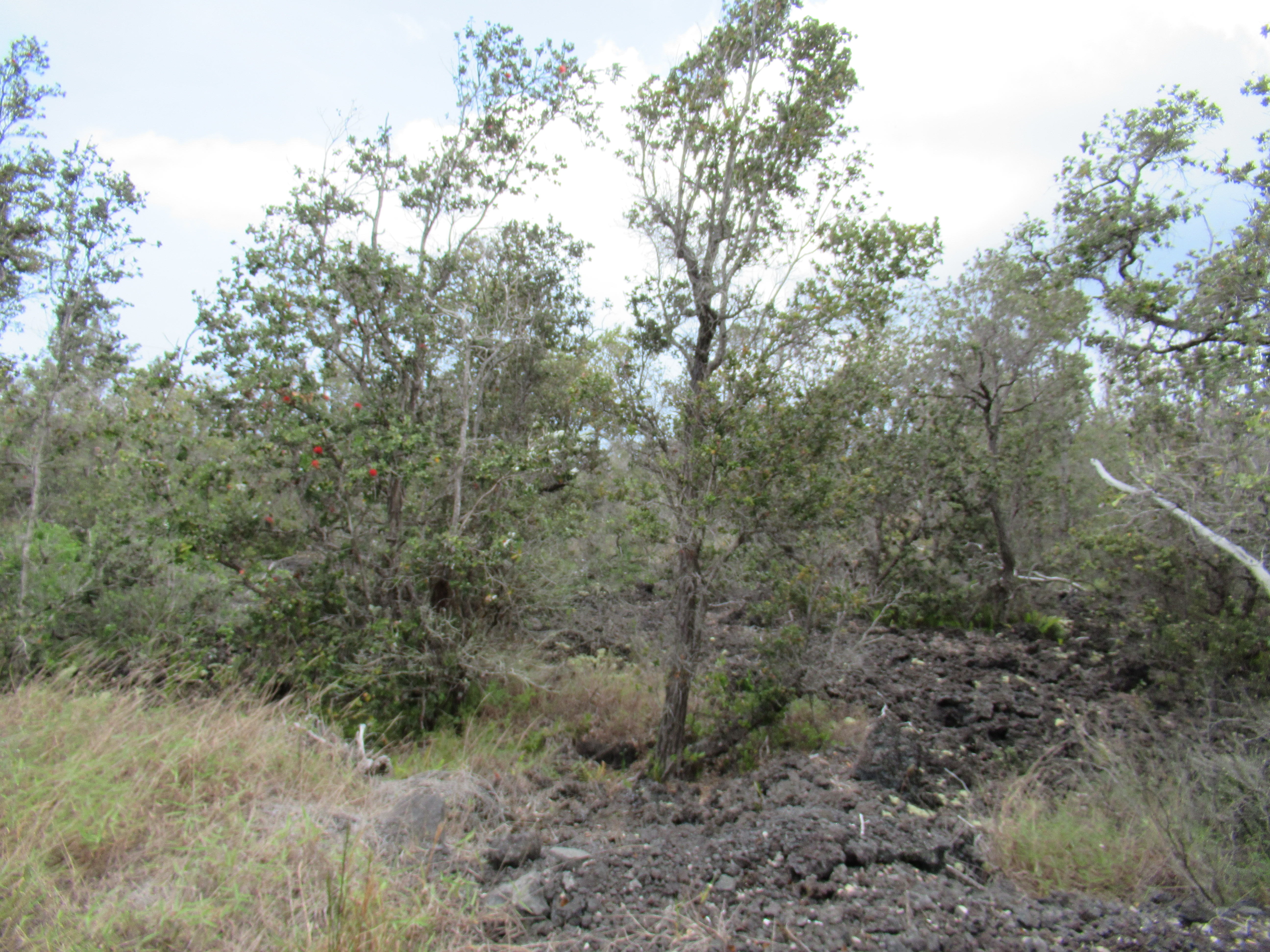 Aloha Blvd Property Photo 4