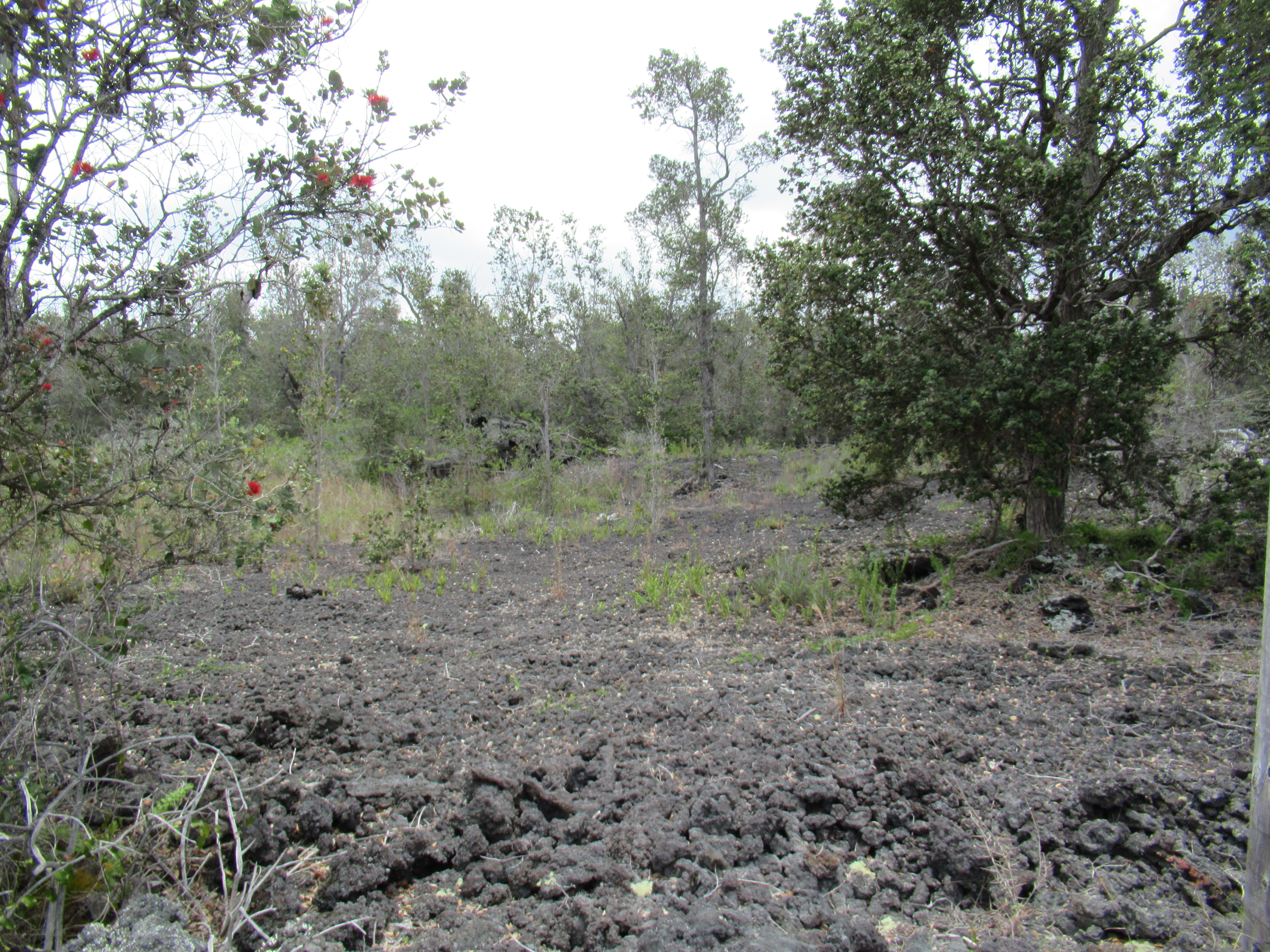 Aloha Blvd Property Photo 5