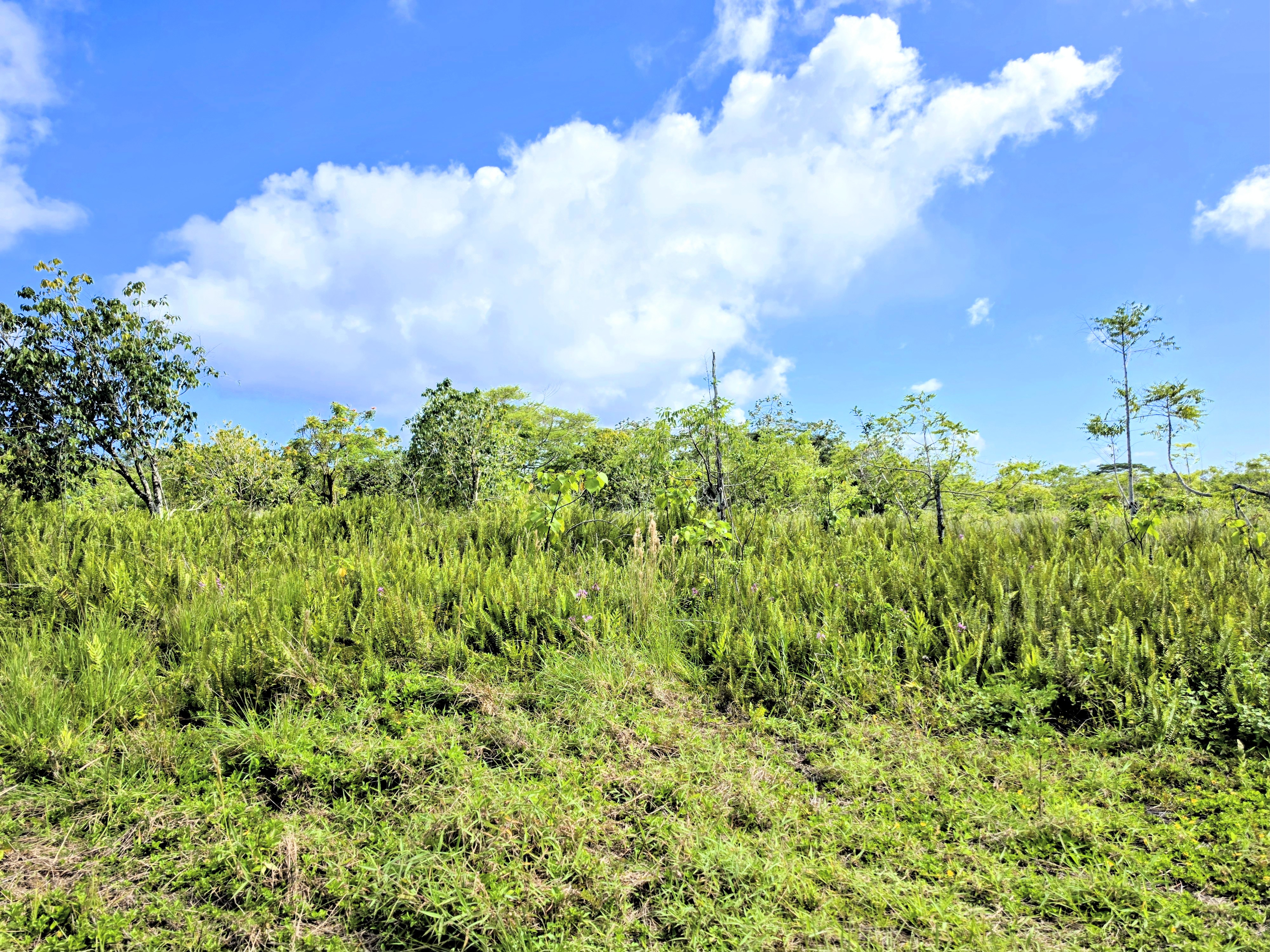Pohoiki Kalapana Rd Property Photo 3