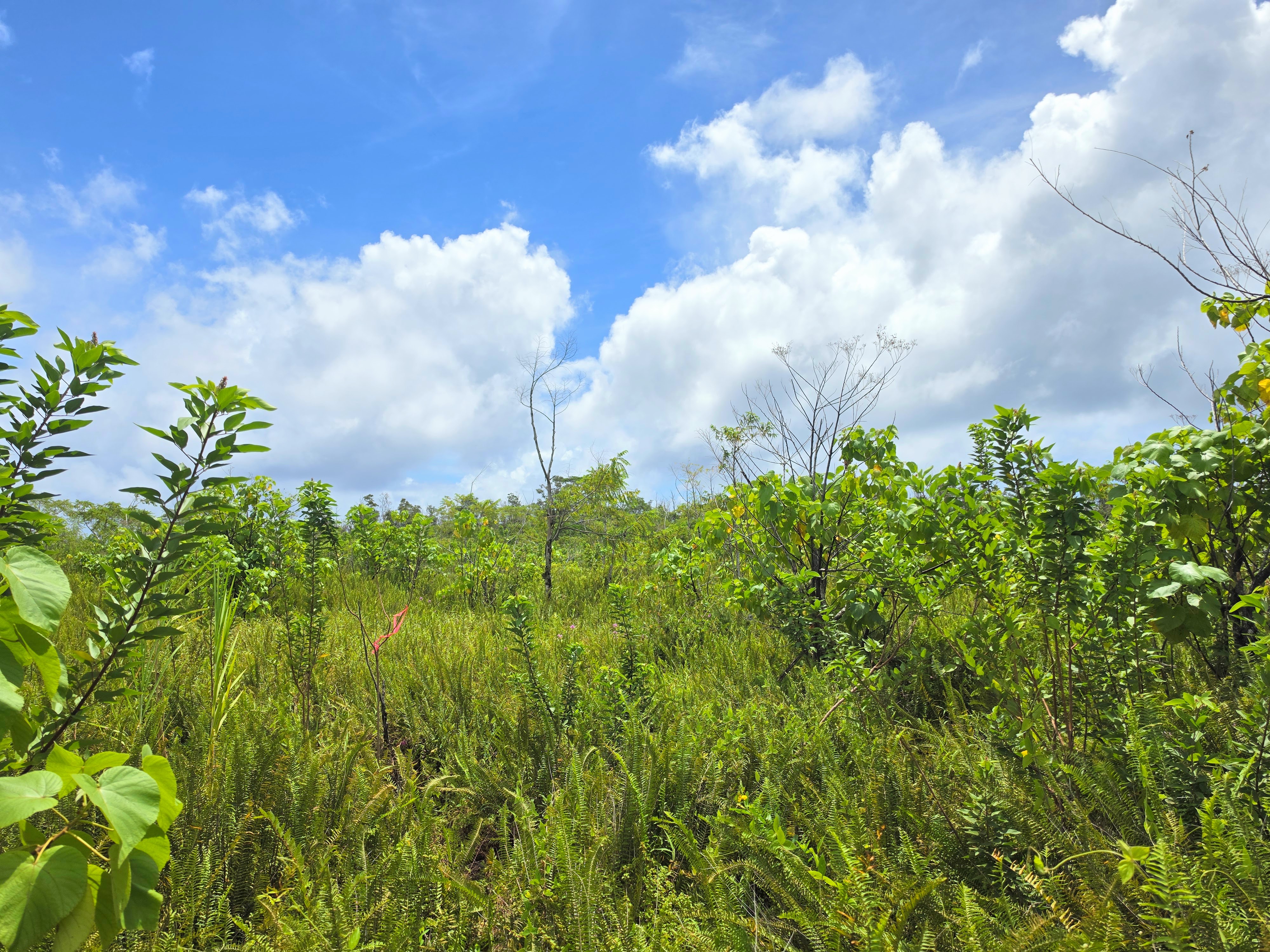 Pohoiki Kalapana Rd Property Photo 3