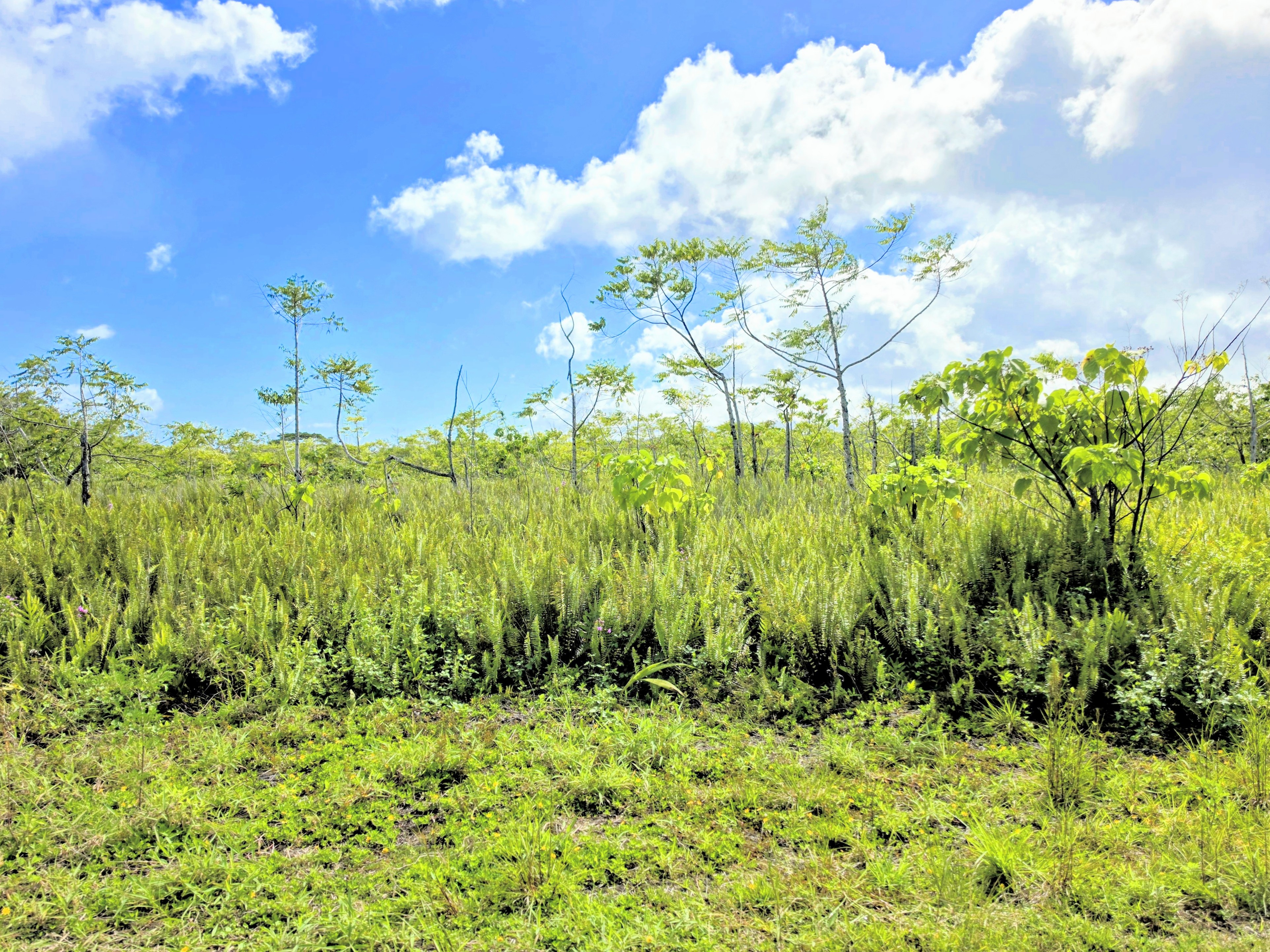 Pohoiki Kalapana Rd Property Photo 4