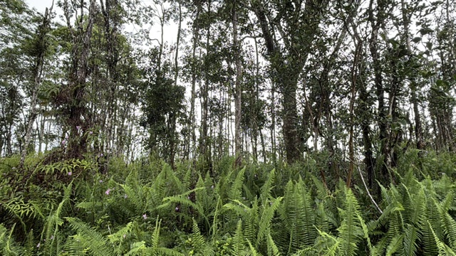 Puna Rd Property Photo 2